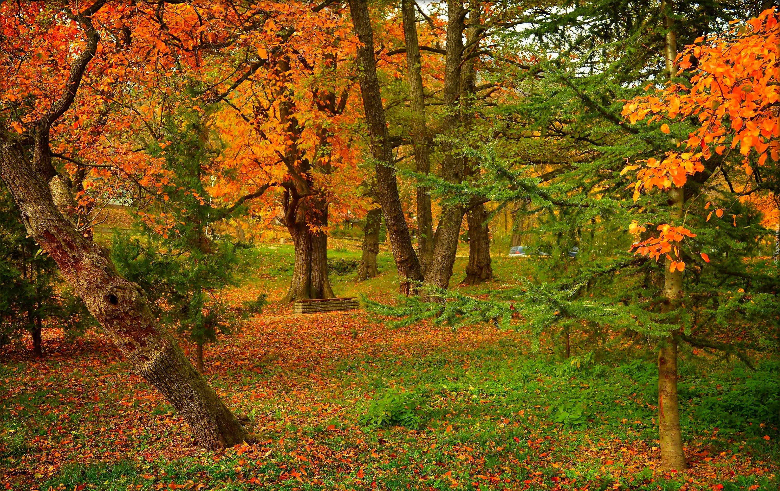 Jesień, Park, Ławka, Drzewa