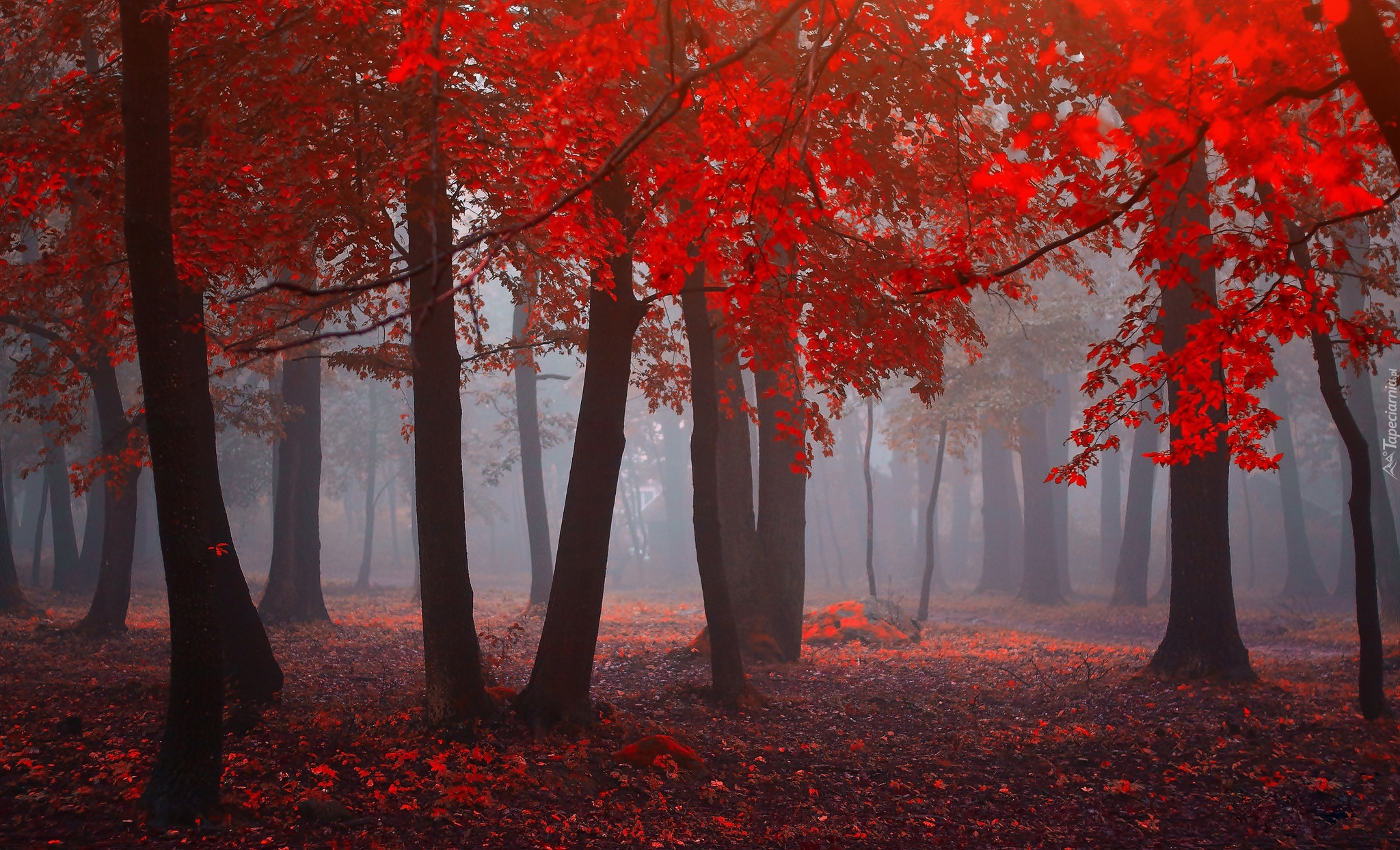 Jesień, Las, Drzewa, Czerwone, Liście, Mgła