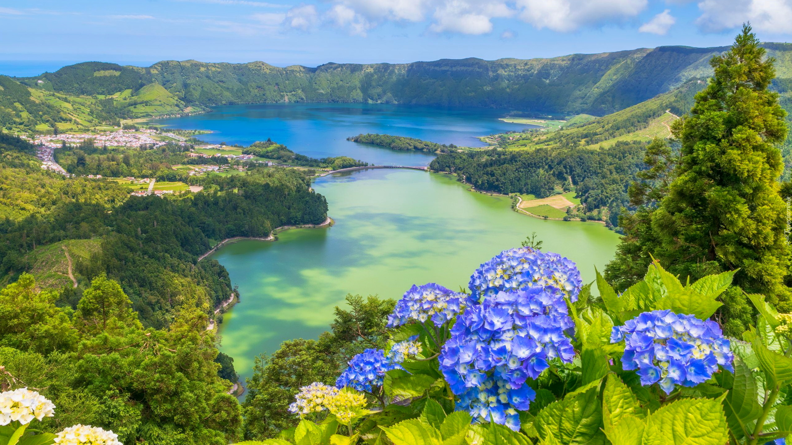 Niebieskie, Hortensje, Jezioro Azul, Jezioro Verde, Góry, Lasy, Sete Cidades, Wyspa Sao Miguel, Azory, Portugalia