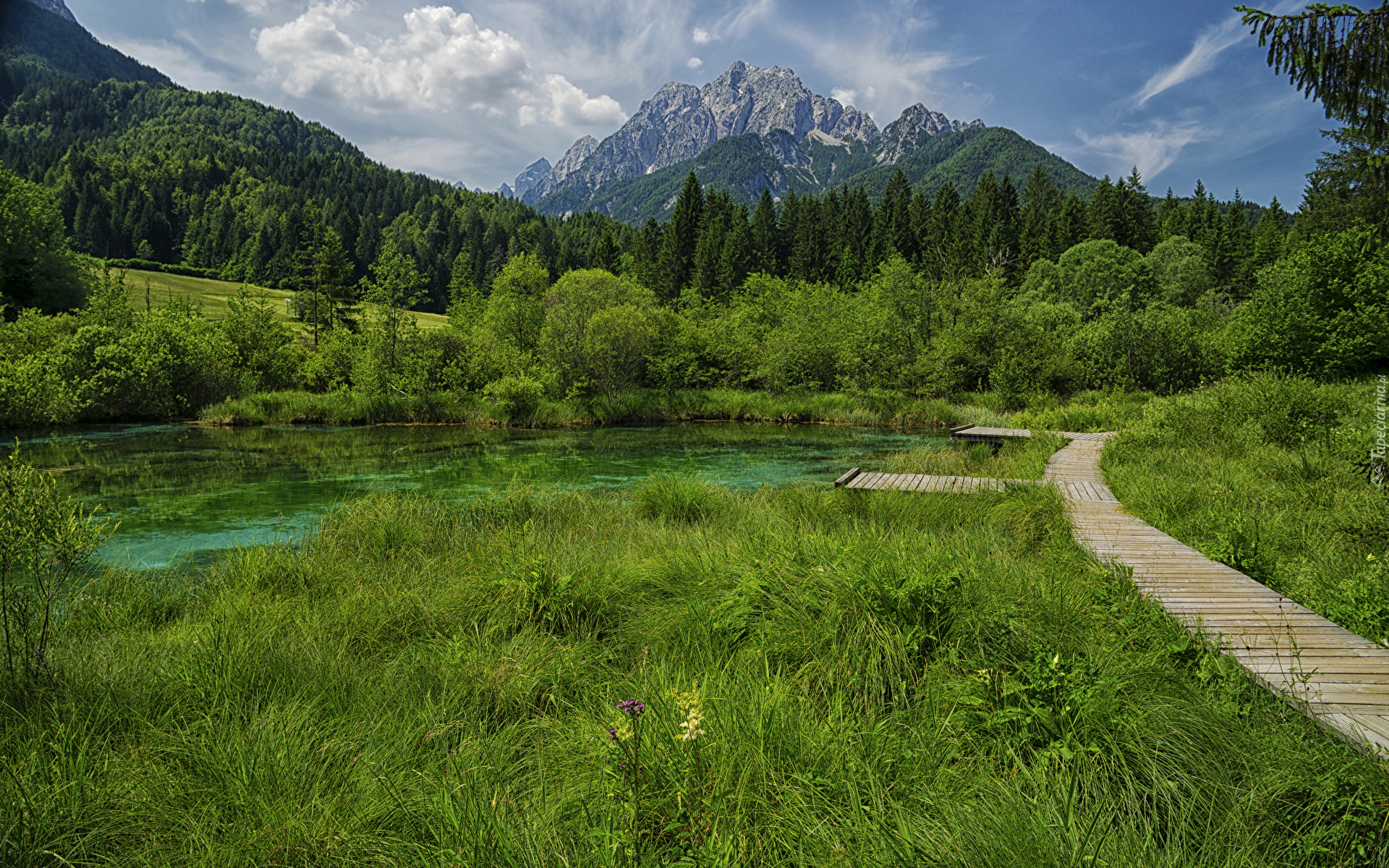 Góry, Lasy, Jezioro, Rezerwat przyrody Zelenci, Trawa, Pomost, Kranjska Gora, Słowenia