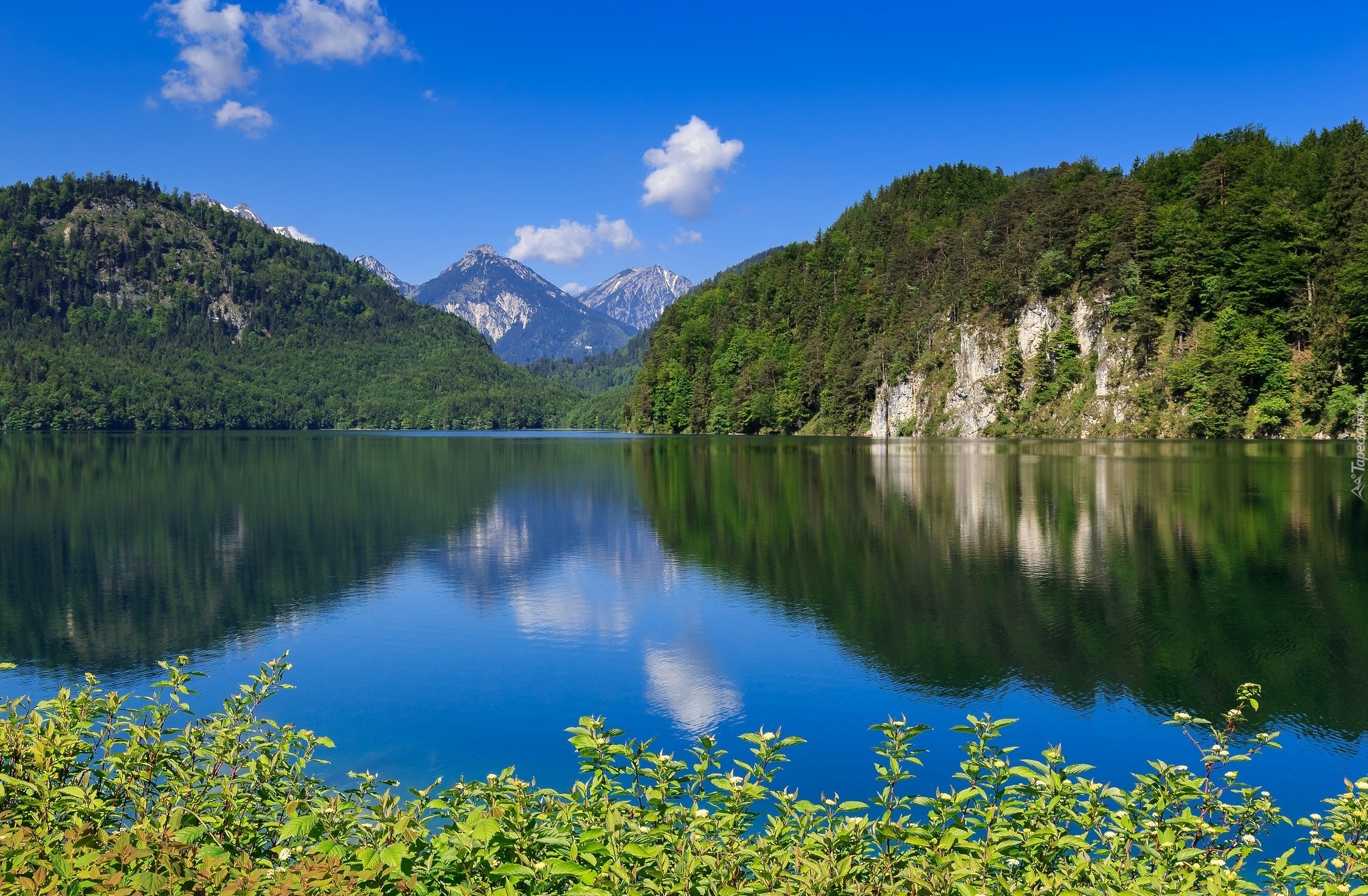 Niemcy, Bawaria, Jezioro Alpsee, Góry Alpy Bawarskie, Rośliny Jezioro