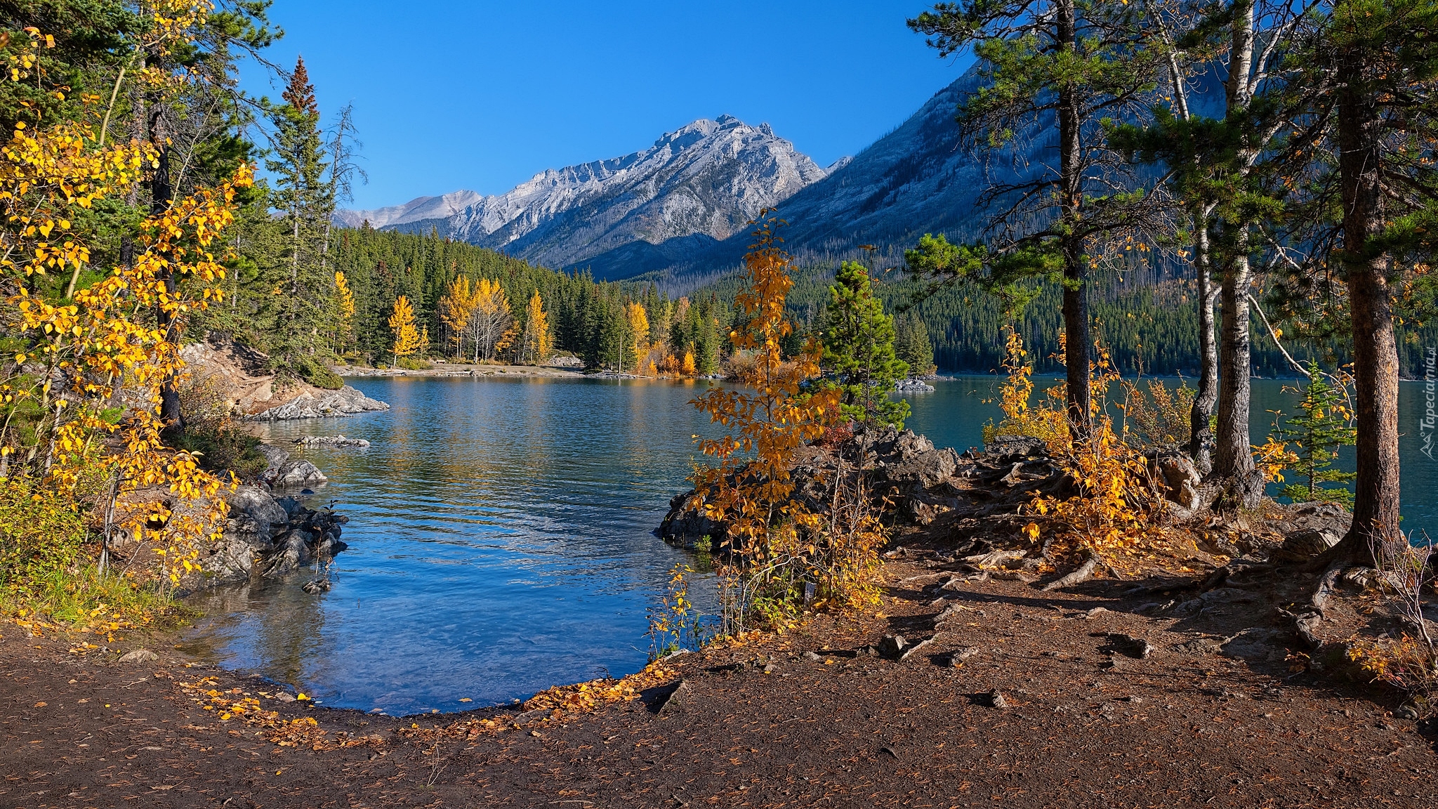 Jezioro, Lake Minnewanka, Wysepka, Góry Skaliste, Drzewa, Gałęzie, Park Narodowy Banff, Alberta, Kanada