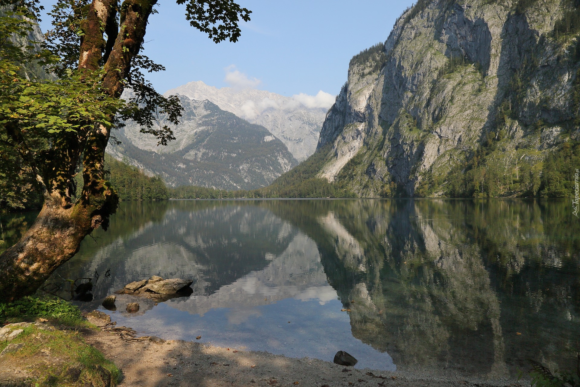 Drzewo, Góry, Jezioro Obersee, Park Narodowy Berchtesgaden, Niemcy