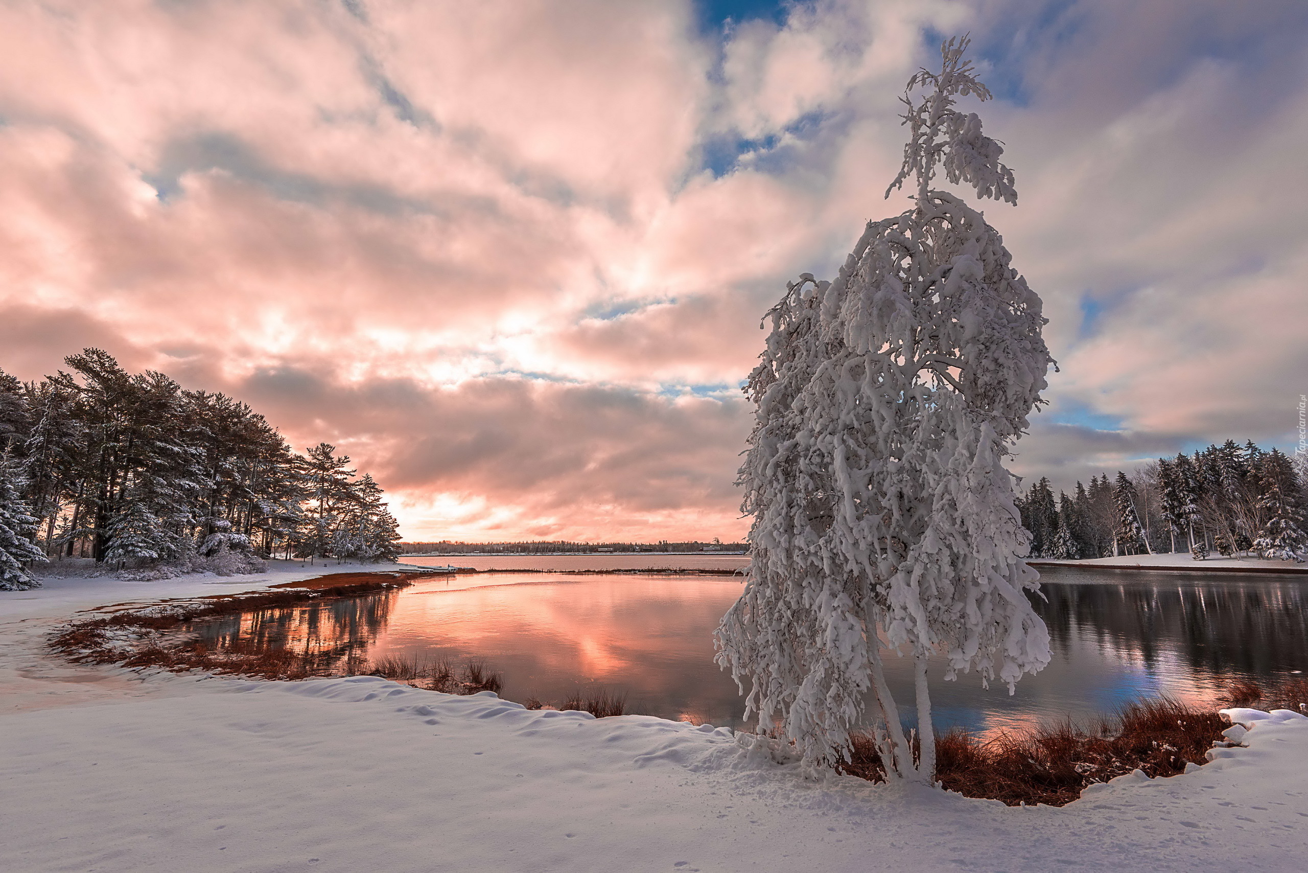 Zima, Śnieg, Jezioro, Drzewa