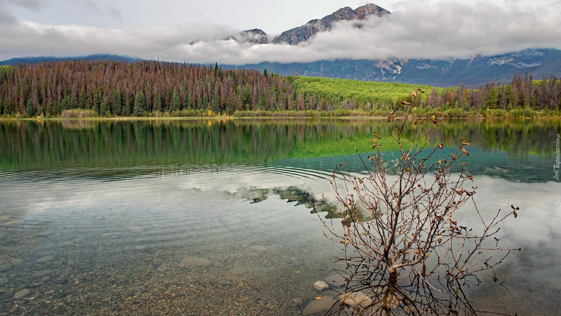 Park Narodowy Jasper, Jezioro, Patricia Lake, Drzewa, Lasy, Góry, Krzew, Kamienie, Alberta, Kanada
