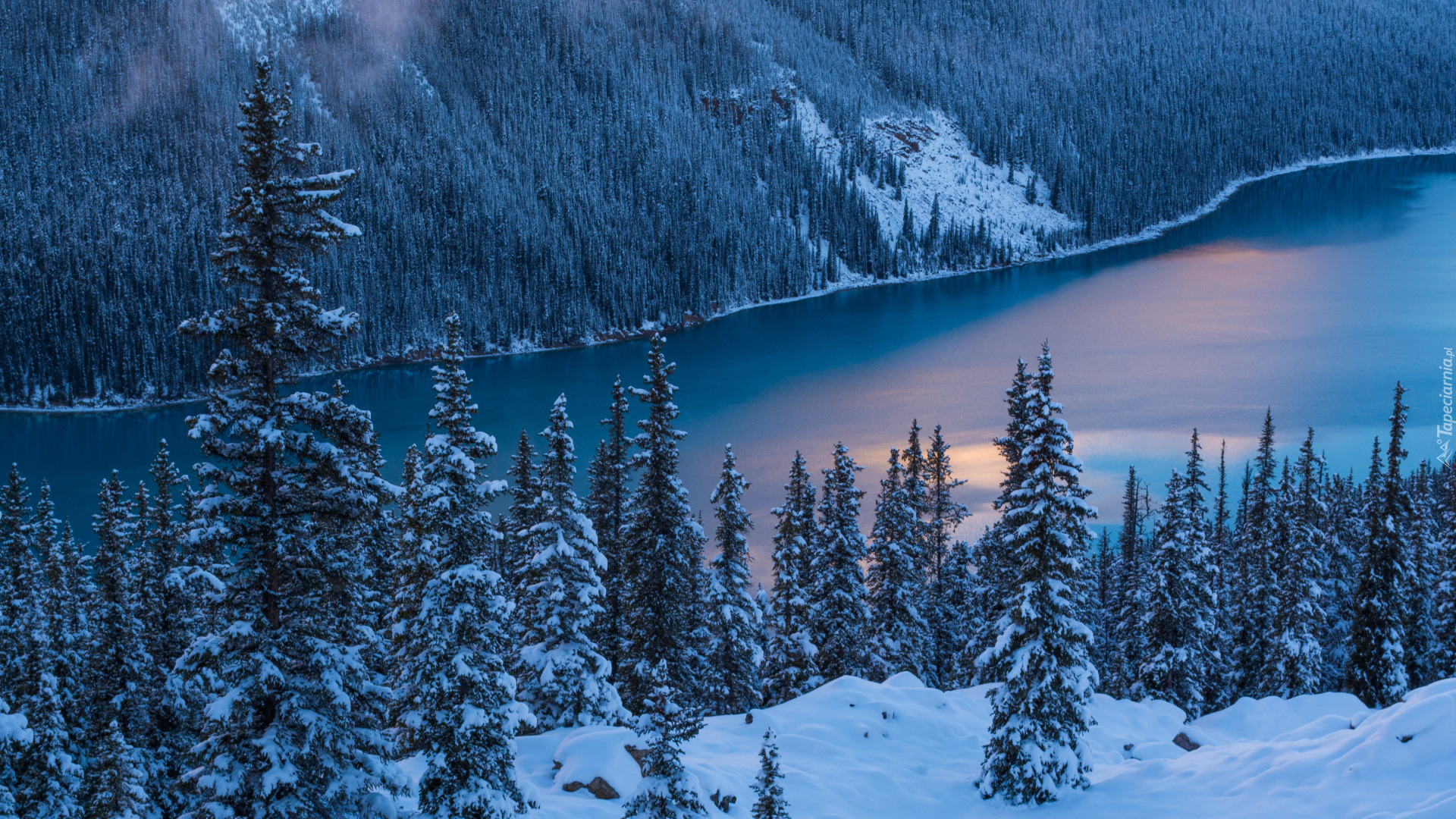 Zima, Śnieg, Drzewa, Park Narodowy Banff, Jezioro Peyto Lake, Prowincja Alberta, Kanada