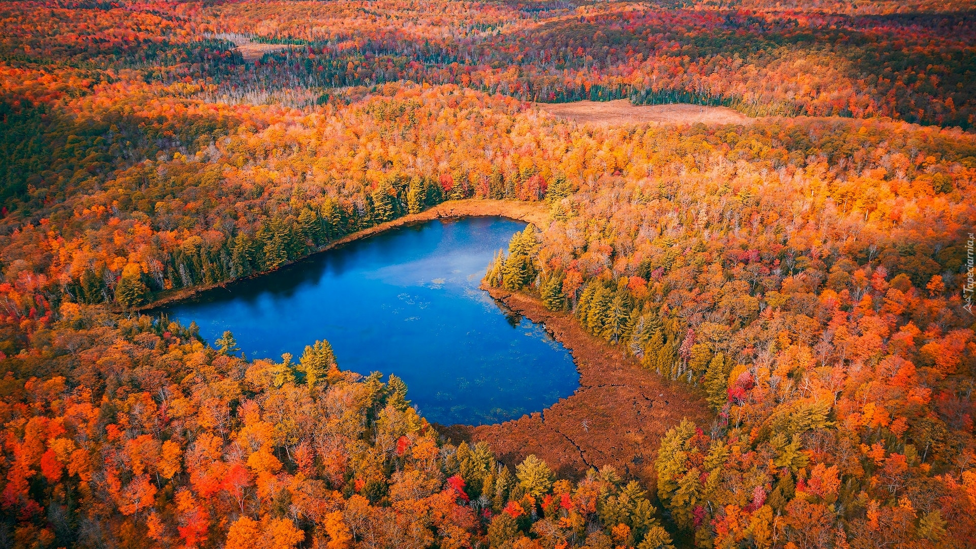Jezioro, Lasy, Jesień, Z lotu ptaka, Drzewa, Ontario, Kanada