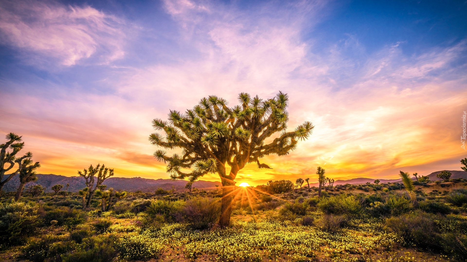 Stany Zjednoczone, Stan Kalifornia, Park Narodowy Joshua Tree, Jukki krótkolistne, Drzewo Jozuego, Roślinność, Wschód słońca