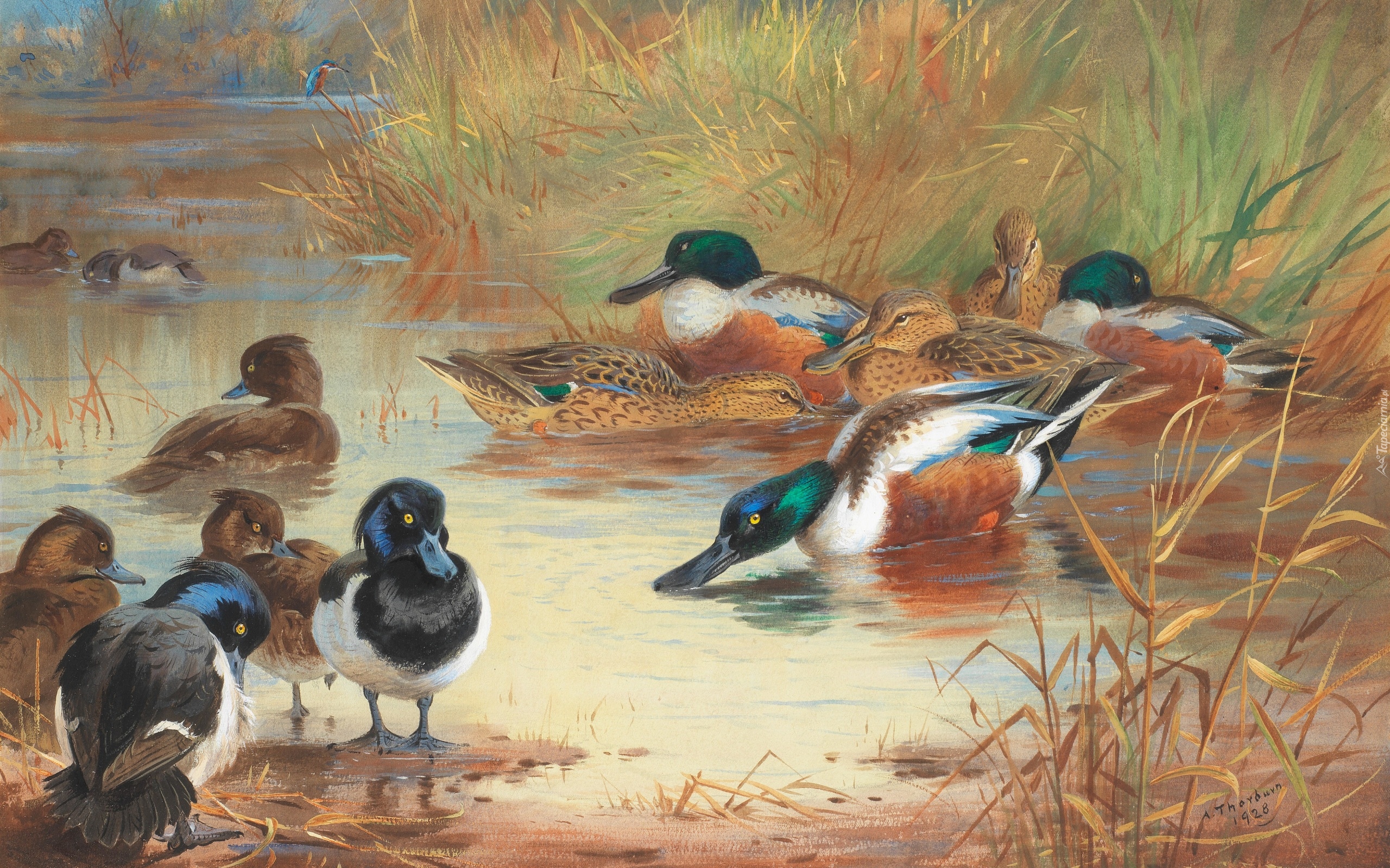 Reprodukcja obrazu, Malarstwo, Archibald Thorburn, Ptaki, Kaczki, Jezioro