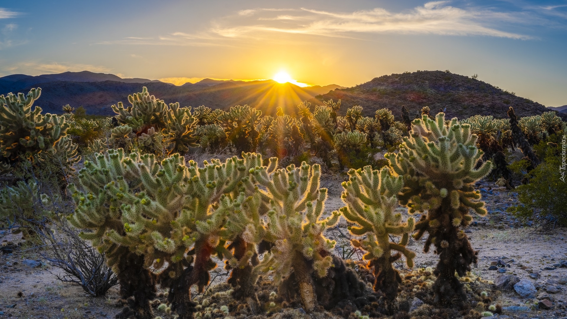 Stany Zjednoczone, Kalifornia, Park Narodowy Joshua Tree, Kaktusy, Cholla, Wschód słońca