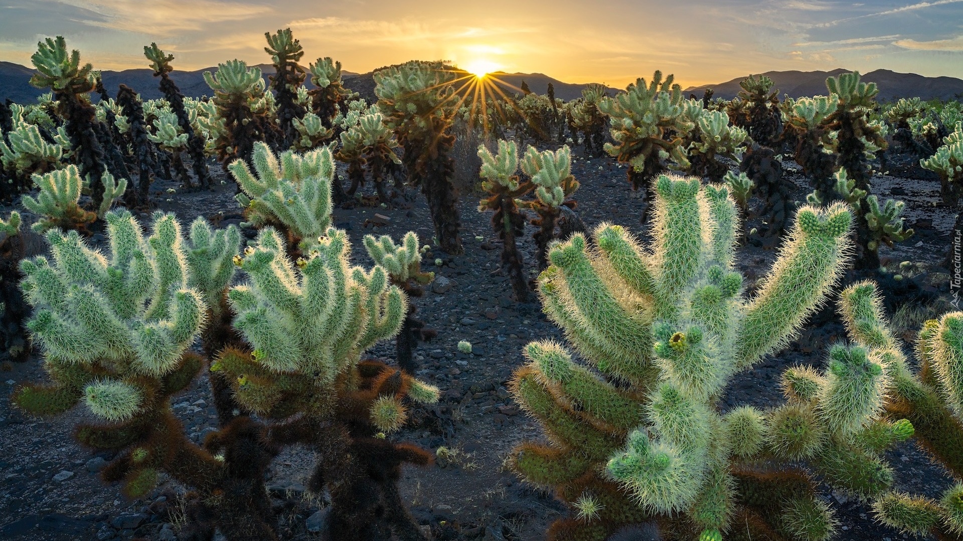 Stany Zjednoczone, Kalifornia, Park Narodowy Joshua Tree, Kaktusy, Cholla, Promienie słońca