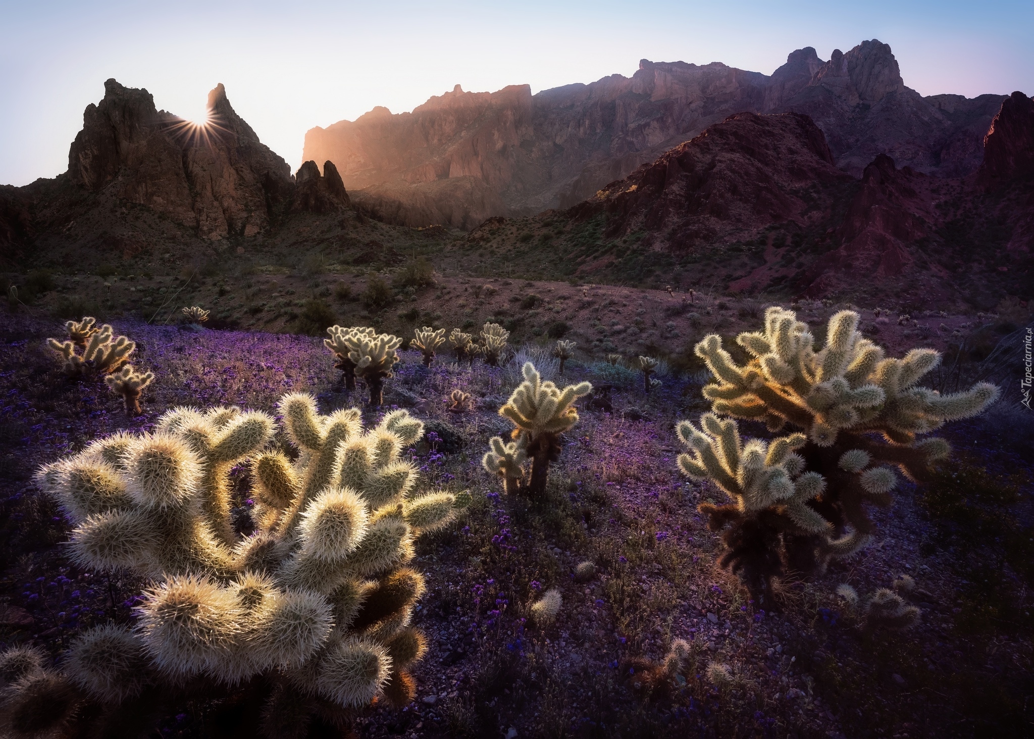 Góry, Promienie słońca, Kaktusy cholla, Park Narodowy Saguaro, Stan Arizona, Stany Zjednoczone