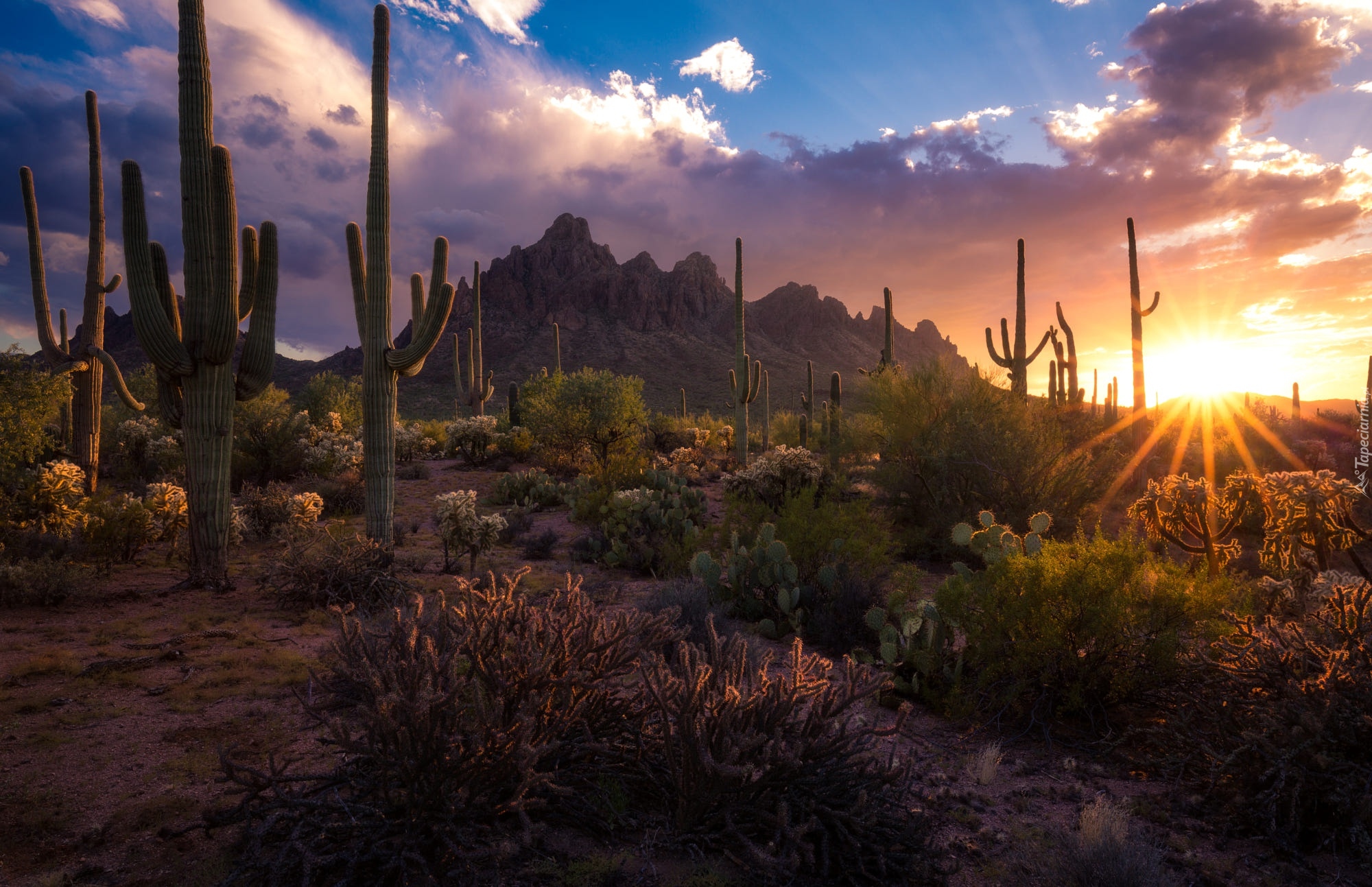 Góry, Kaktusy, Park Narodowy Saguaro, Karnegie olbrzymie, Zachód słońca, Arizona, Stany Zjednoczone