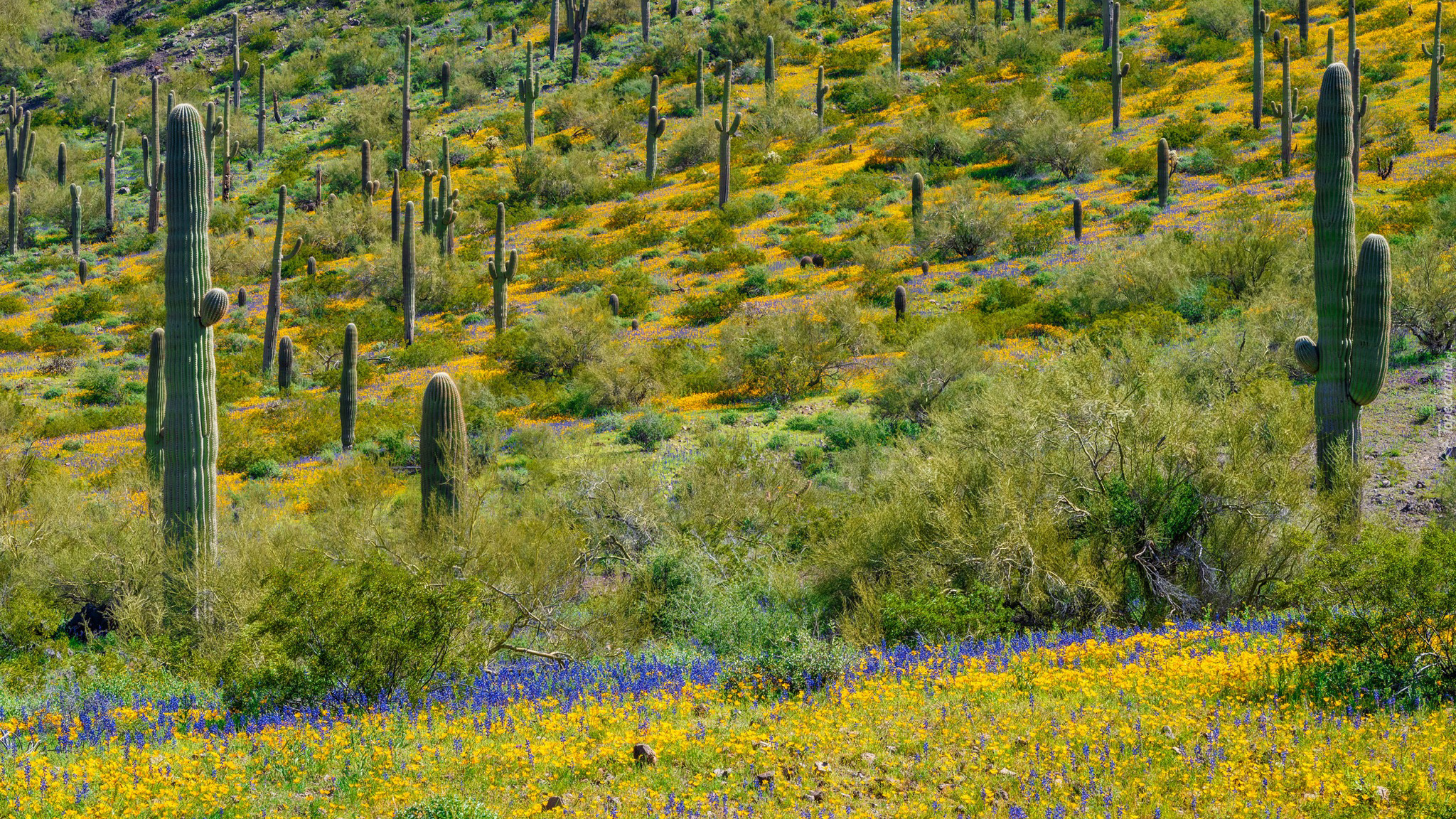 Kaktusy, Saguaro, Trawa, Kwiaty