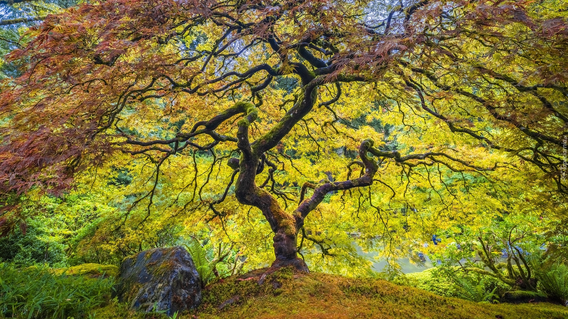 Kamień, Drzewo, Klon palmowy, Jesień, Stan Oregon, Stany Zjednoczone