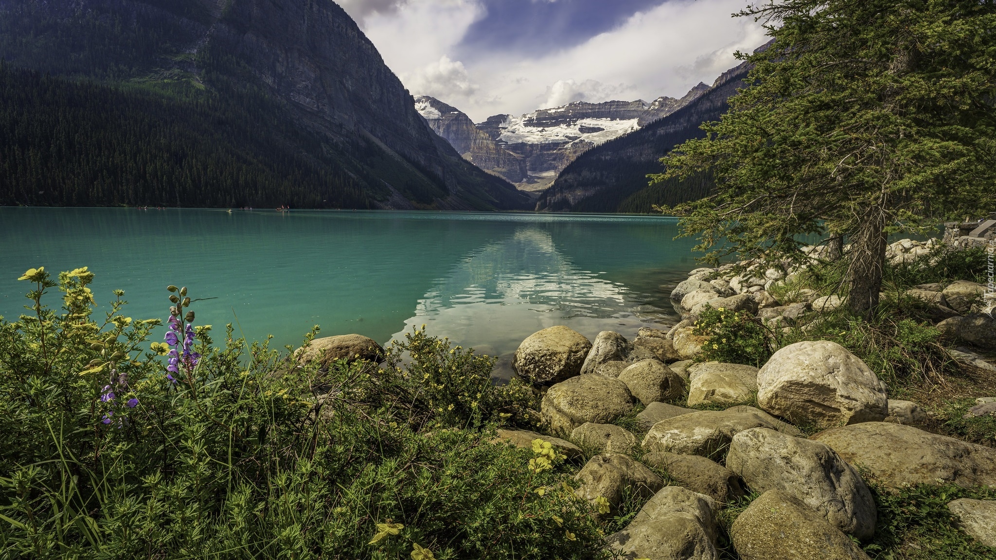Góry, Jezioro, Lake Louise, Park Narodowy Banff, Drzewo, Kamienie, Kwiaty, Kanada