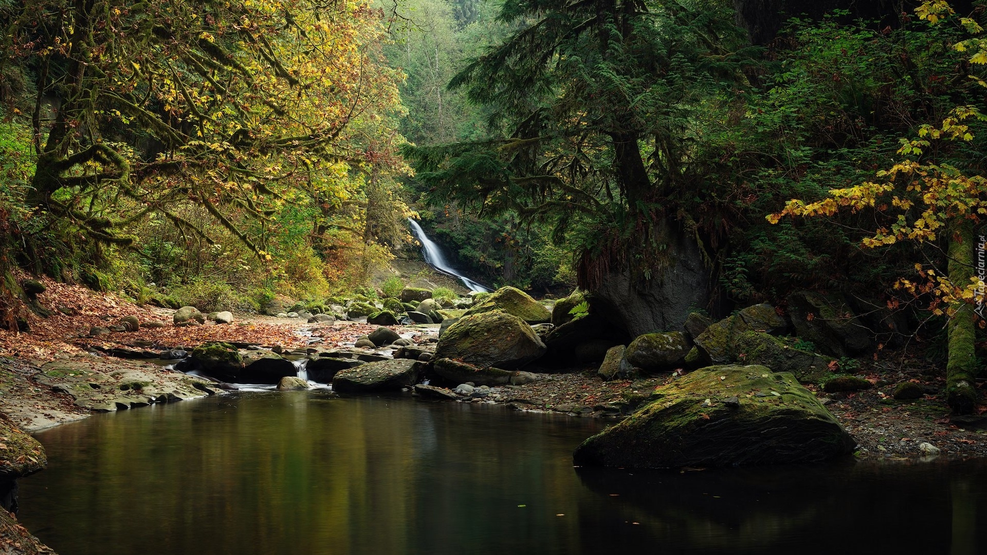 Las, Kamienie, Drzewa, Rzeka, Kanaka Creek, Kolumbia Brytyjska, Kanada