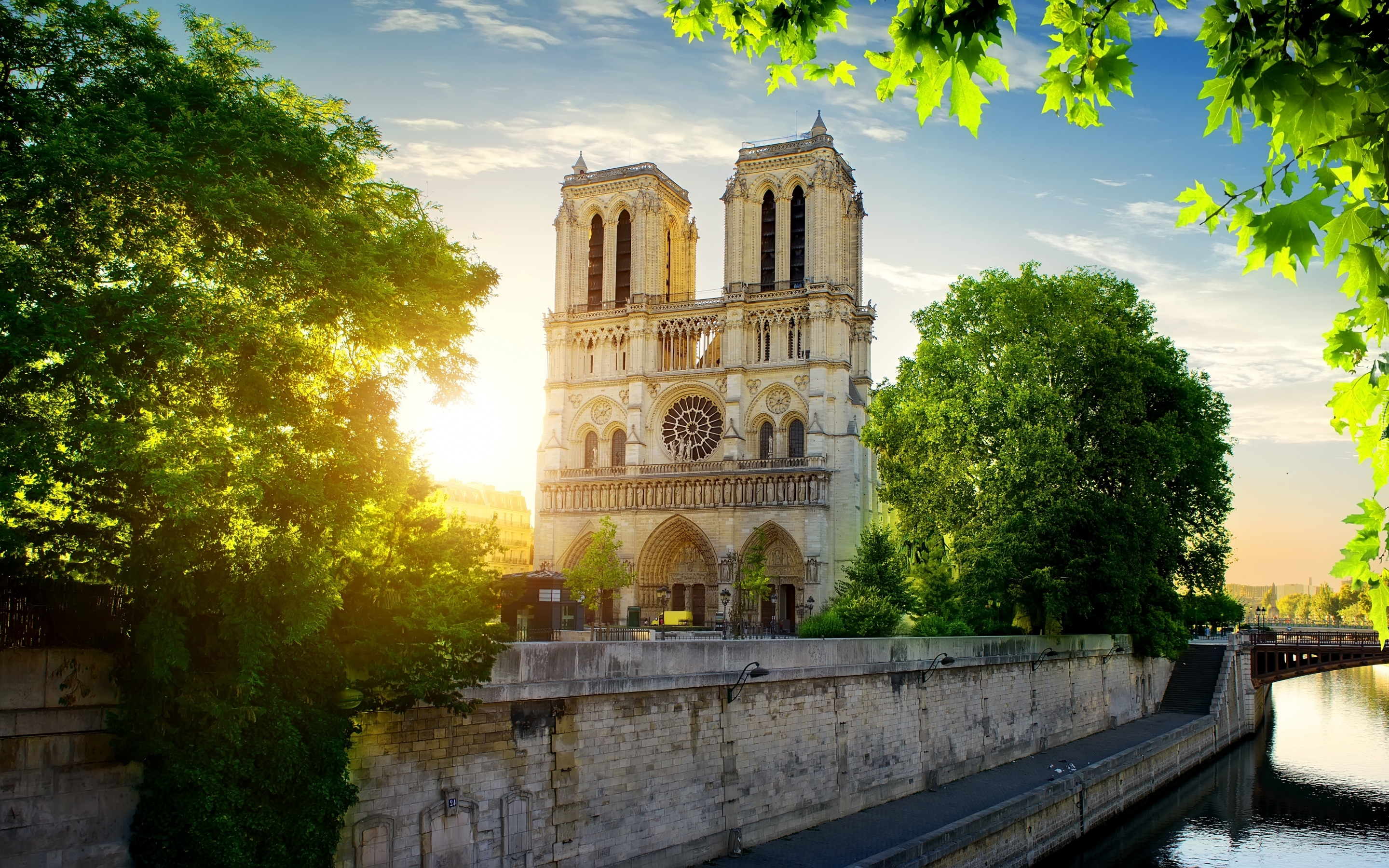 Katedra Notre Dame, Drzewa, Paryż, Francja