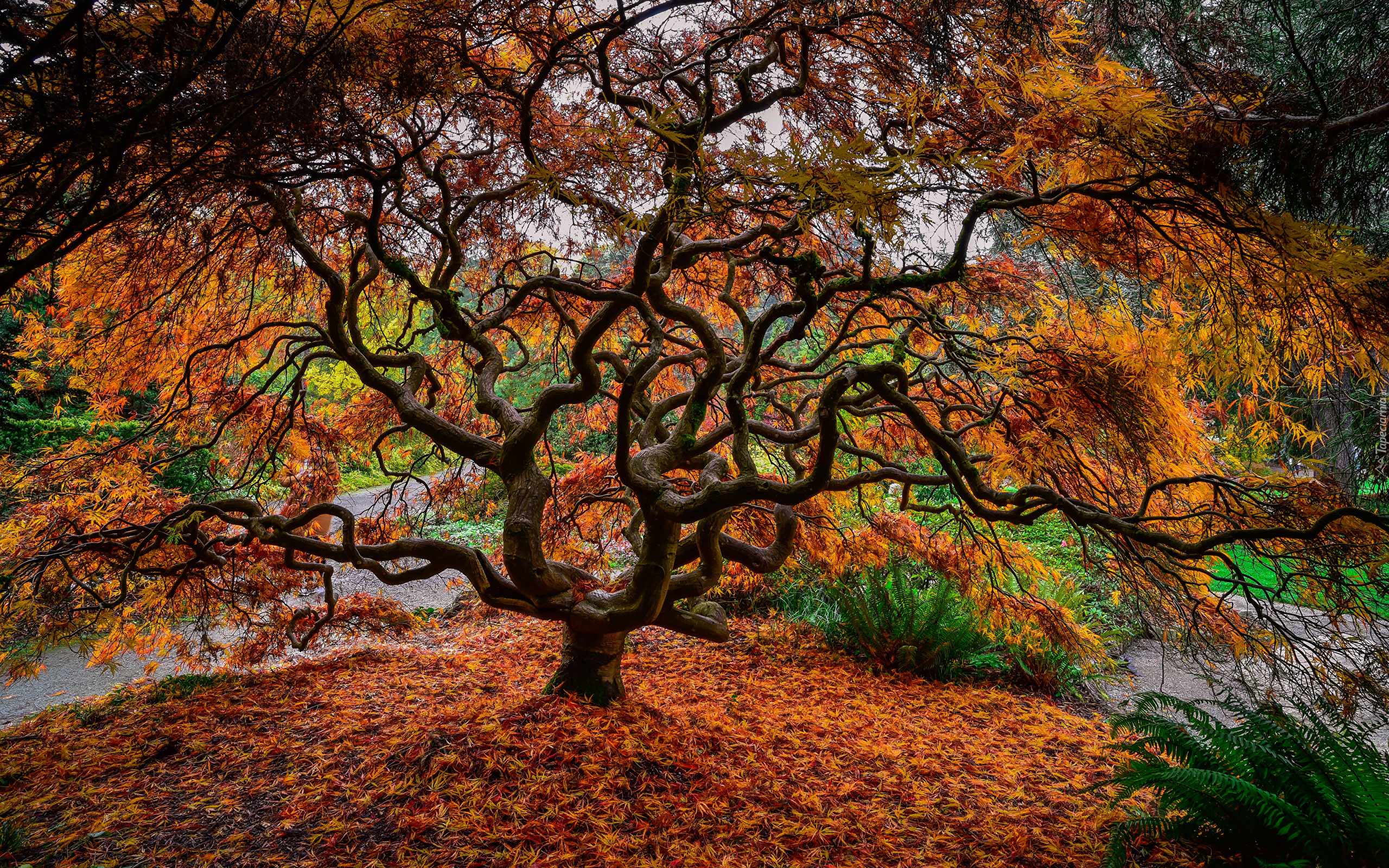 Park, Jesień, Drzewo, Klon japoński