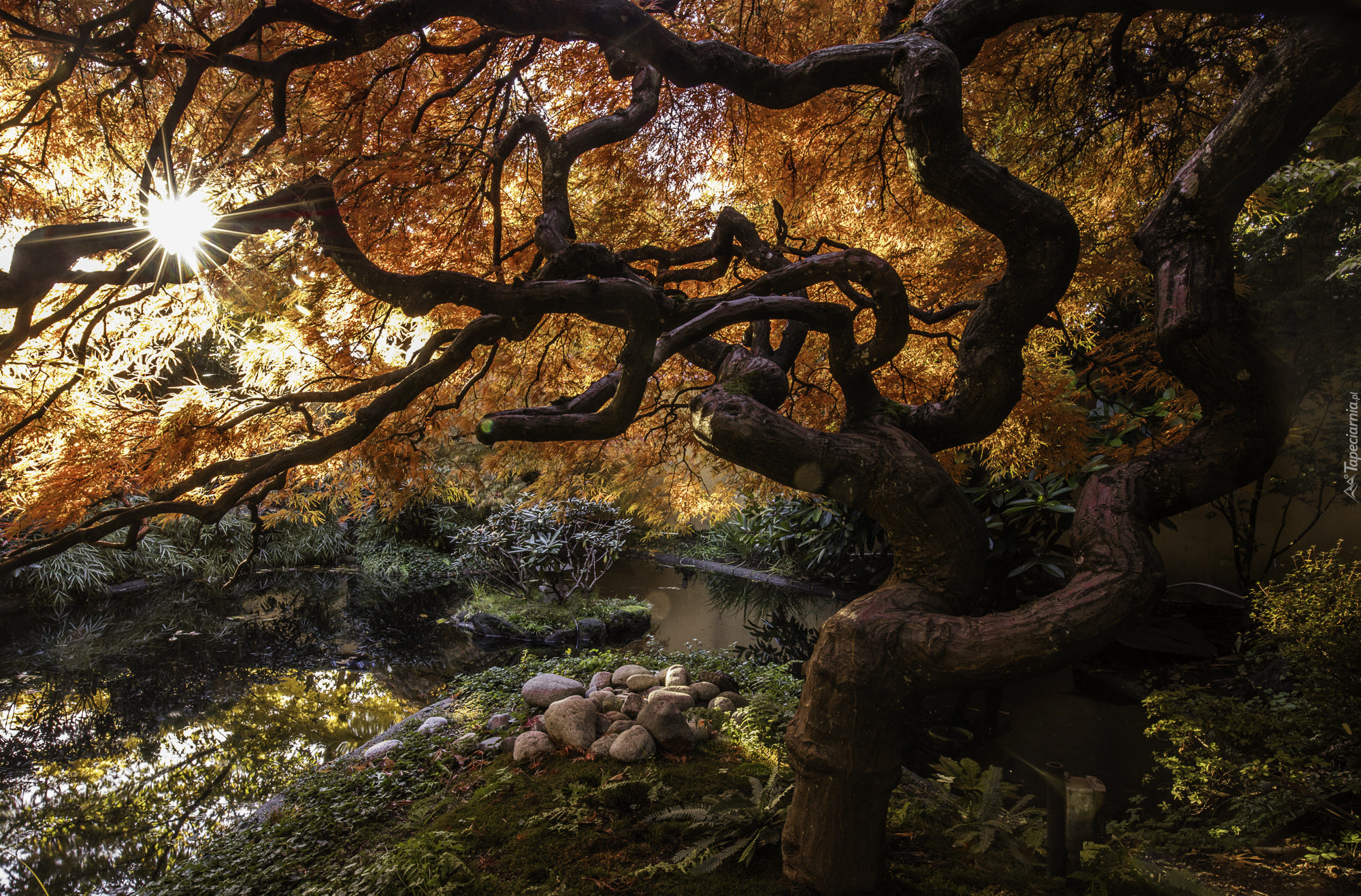 Drzewo, Klon japoński, Rzeczka, Promienie słońca, Kamienie