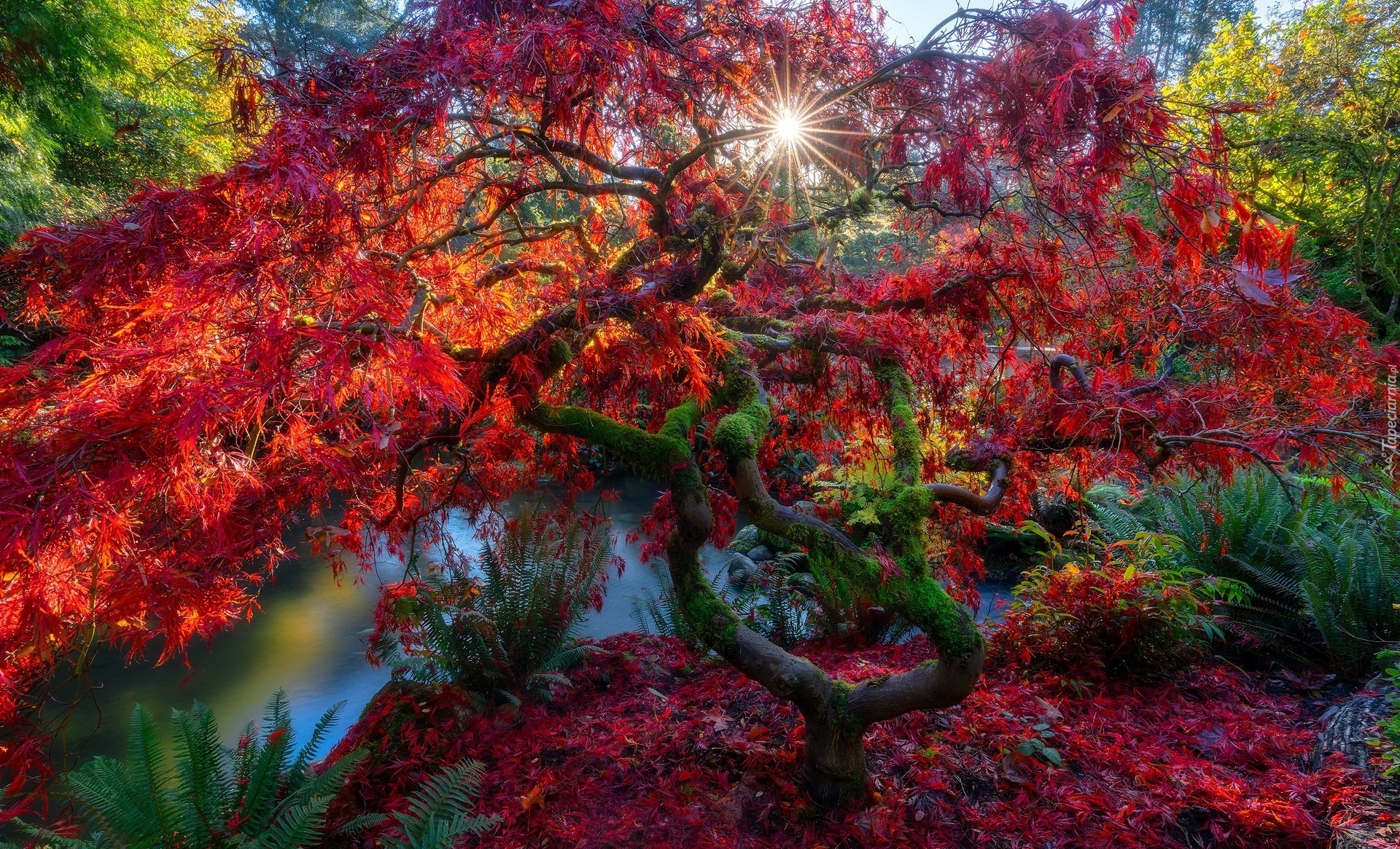 Park, Jesień, Drzewo, Liście, Klon japoński, Staw, Promienie słońca
