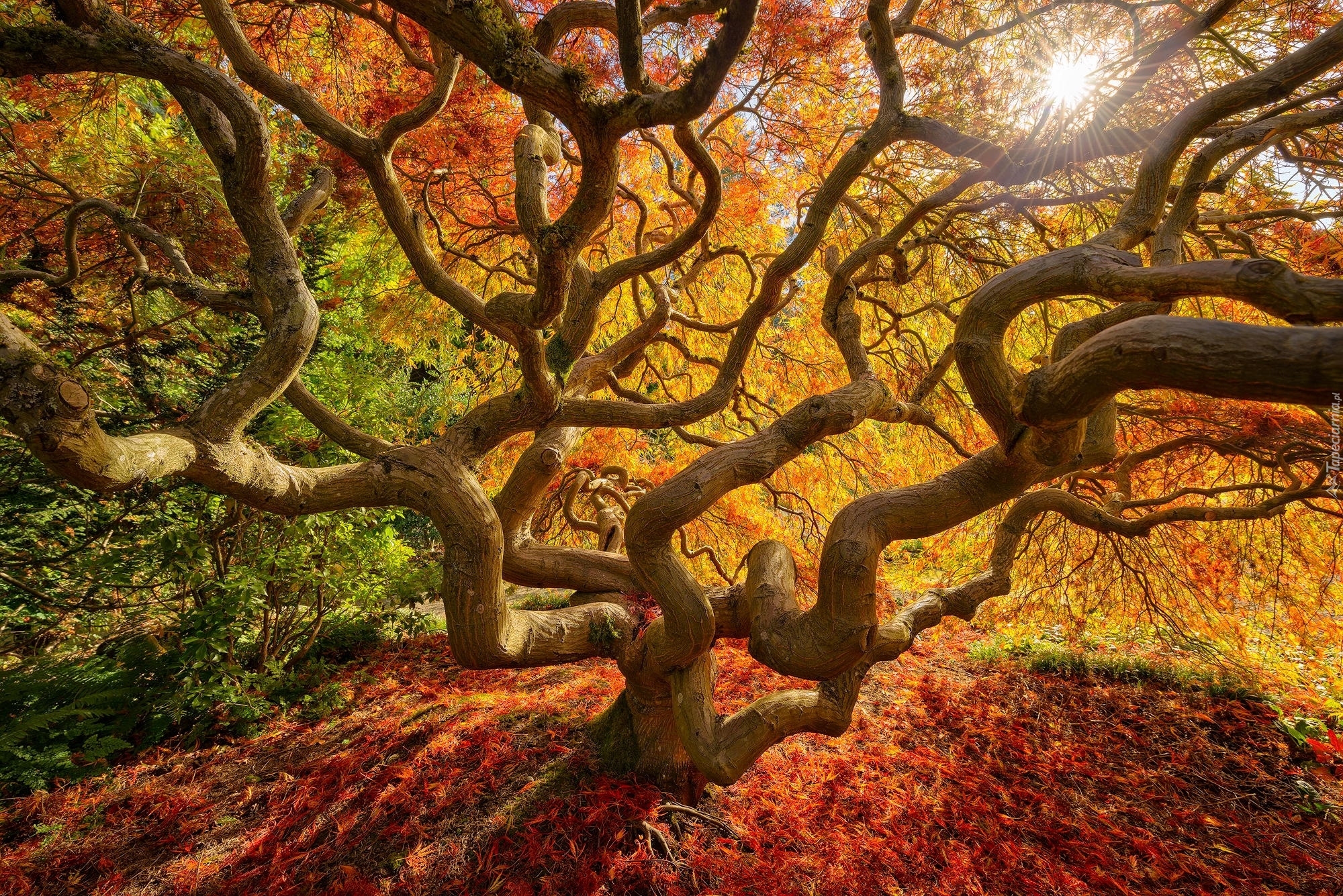 Przyroda, Jesień, Drzewo, Klon japoński, Klon palmowy, Liście