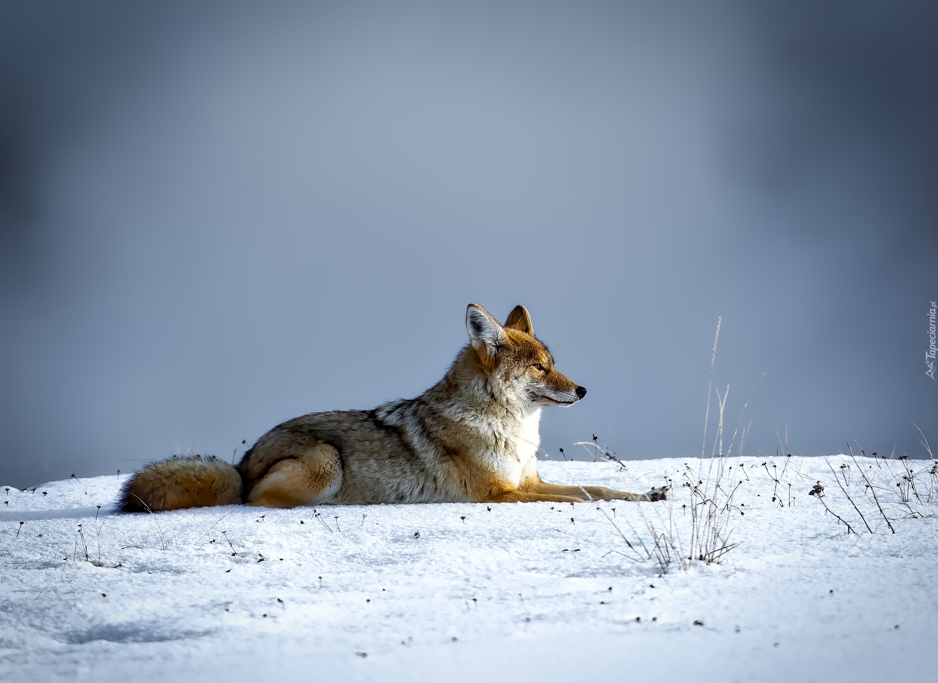 Śnieg, Zima, Kojot