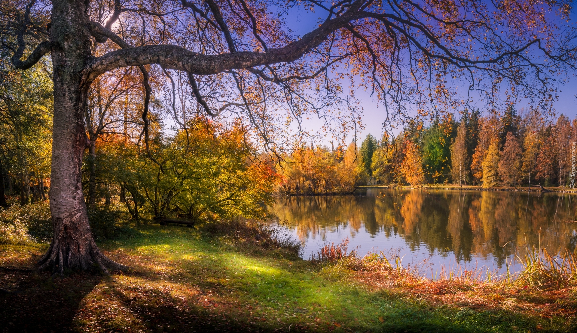 Las, Jezioro, Jesień, Drzewa