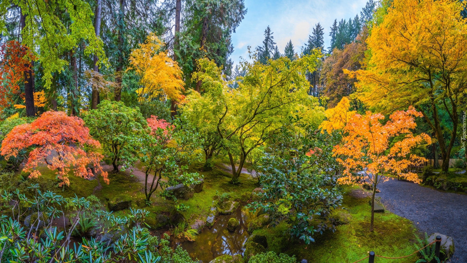 Ogród japoński, Drzewa, Kolorowe, Klon, Jesień