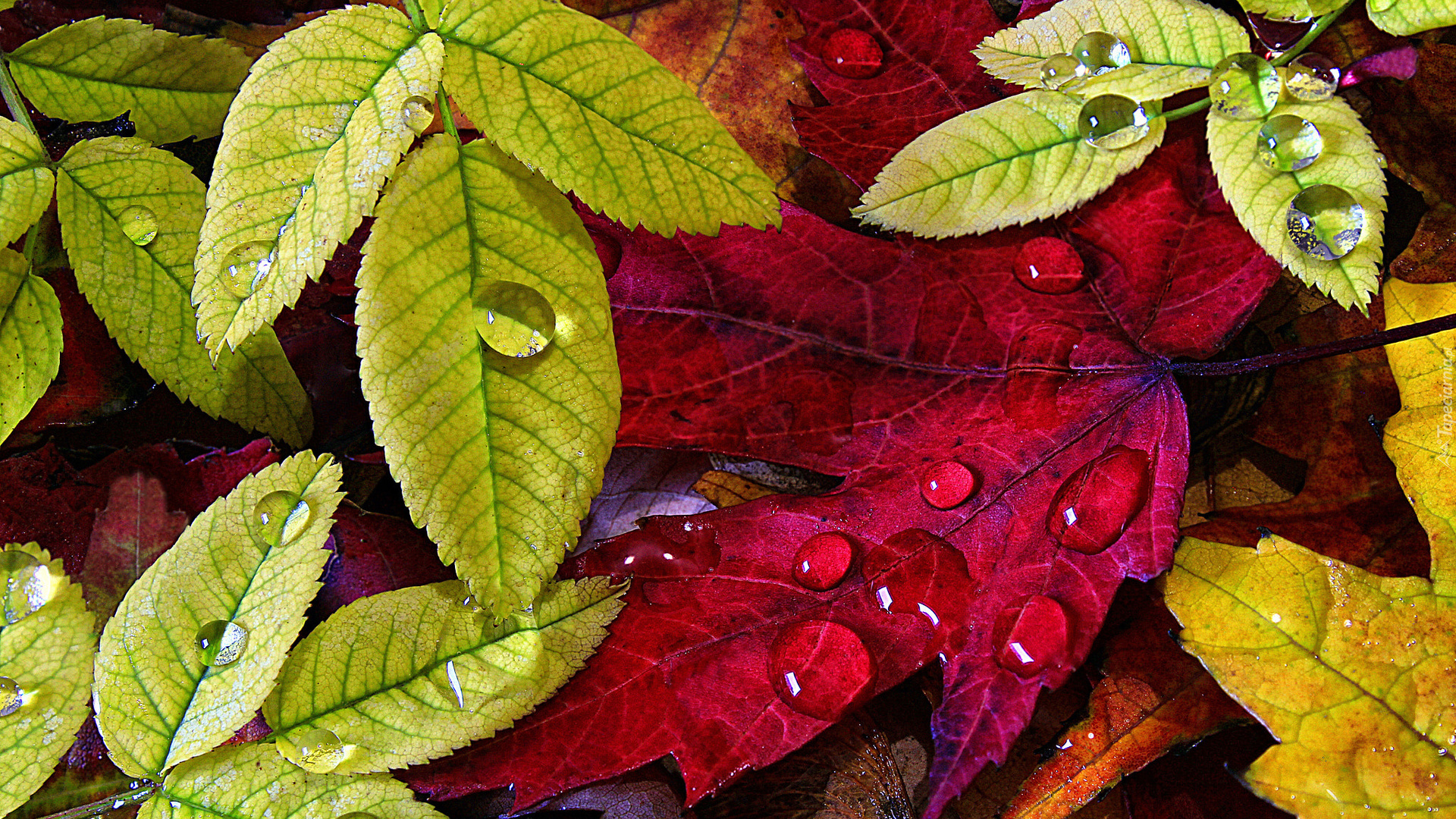 Jesień, Kolorowe, Liście, Krople