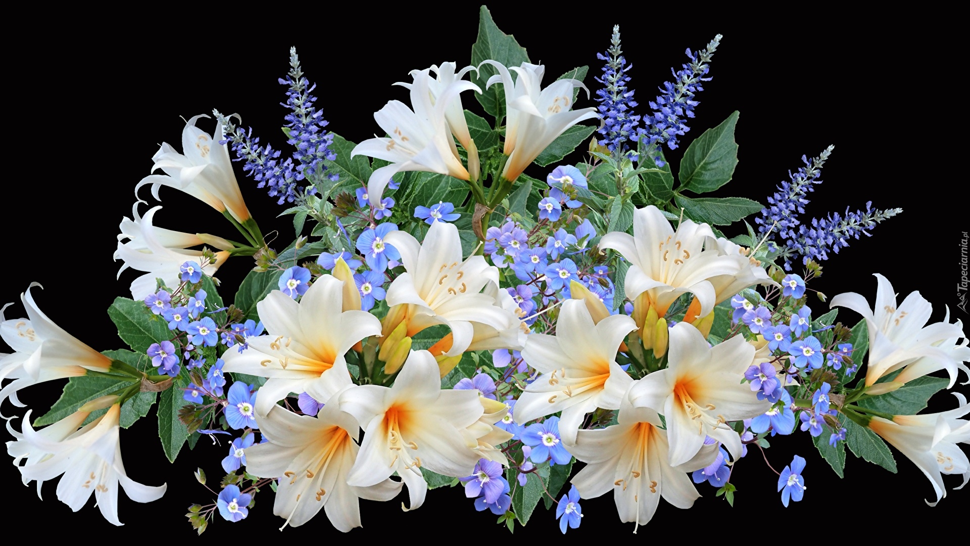 Kwiaty, Bukiet, Białe, Lilie, Niebieskie, Kwiatki, Liście, Czarne, Tło