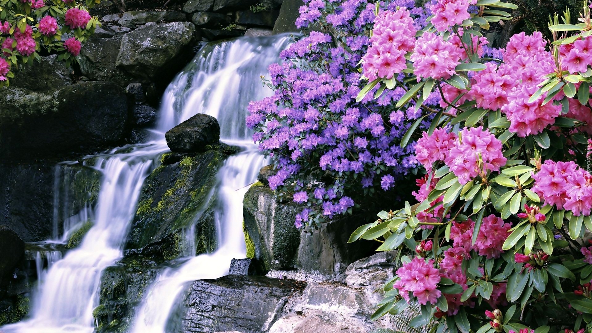 Wodospad, Skały, Kwiaty, Rododendron