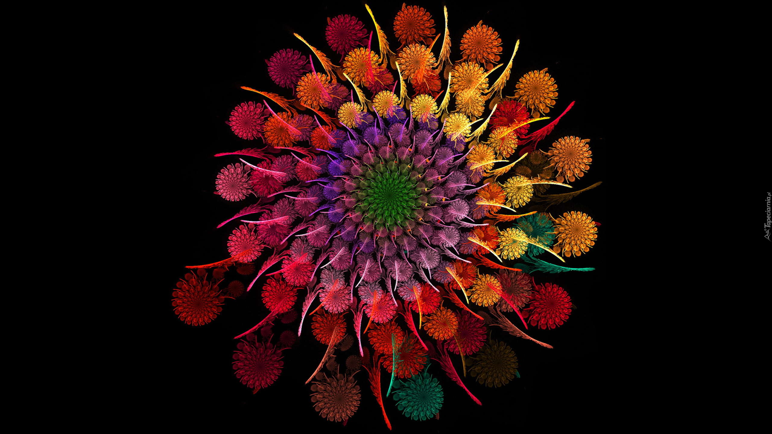 Kwiat, Kolorowy, Grafika 2D