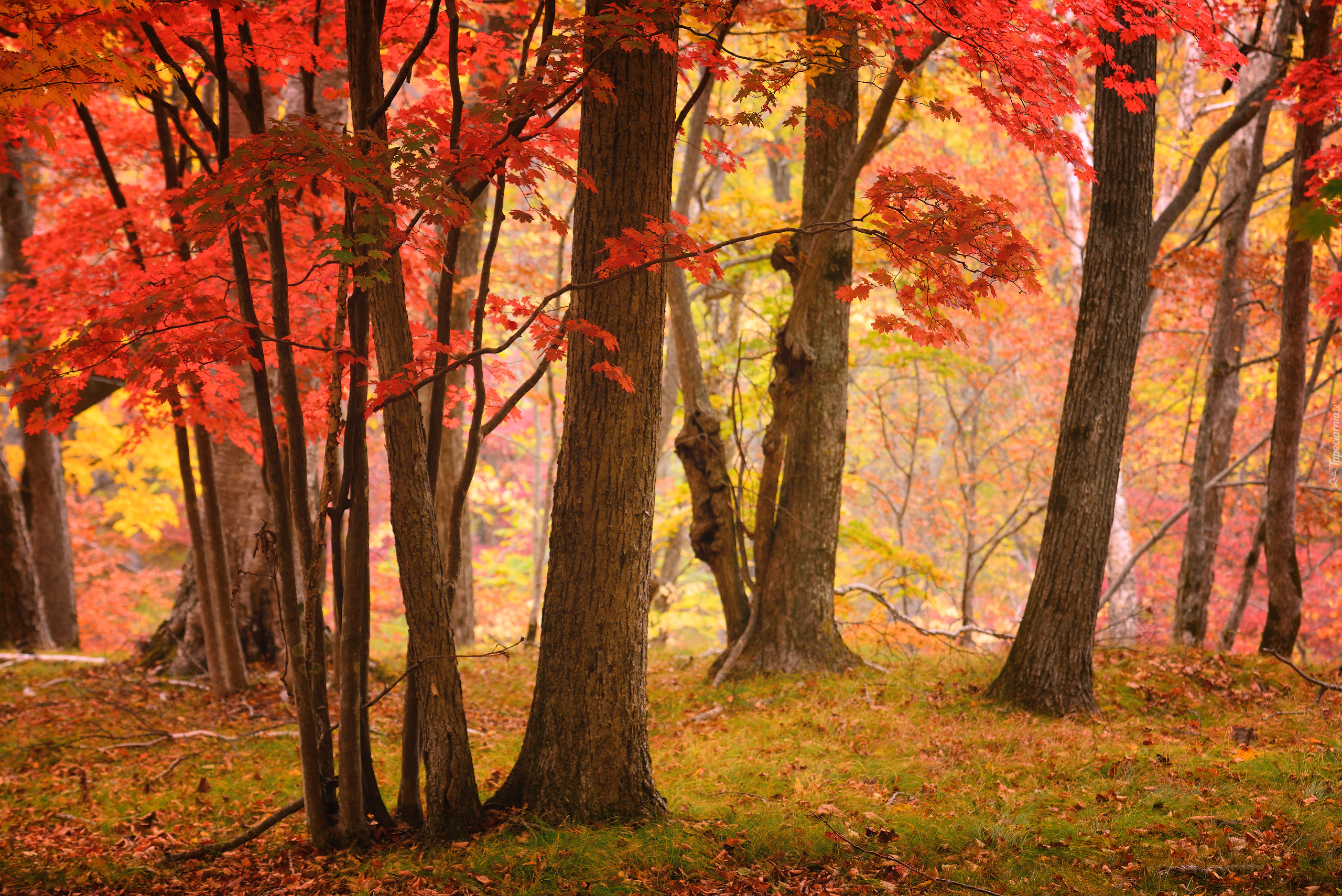 Jesień, Las, Drzewa, Czerwone, Liście, Gałązki