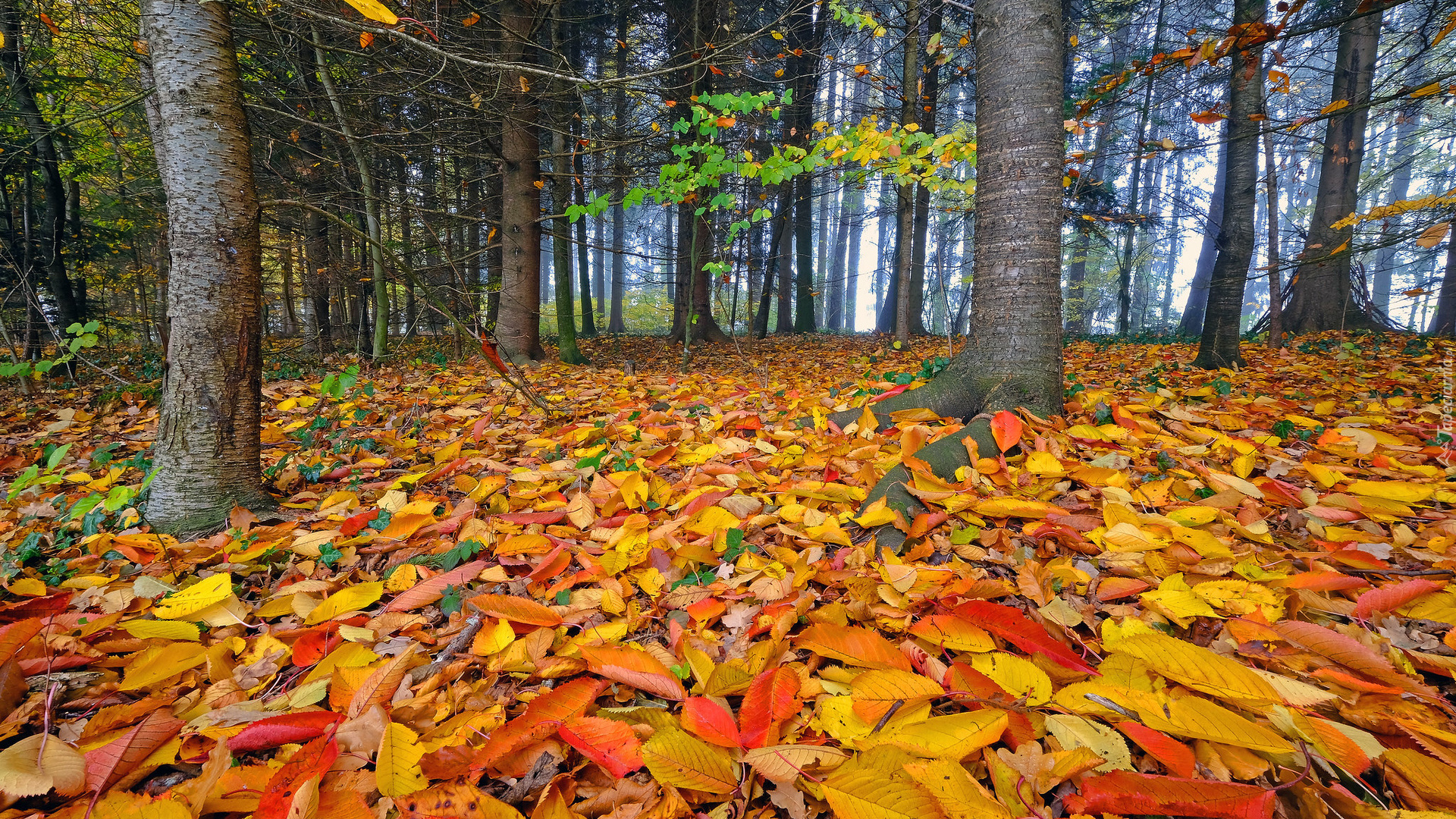 Jesień, Las, Drzewa, Kolorowe, Pożółkłe, Liście