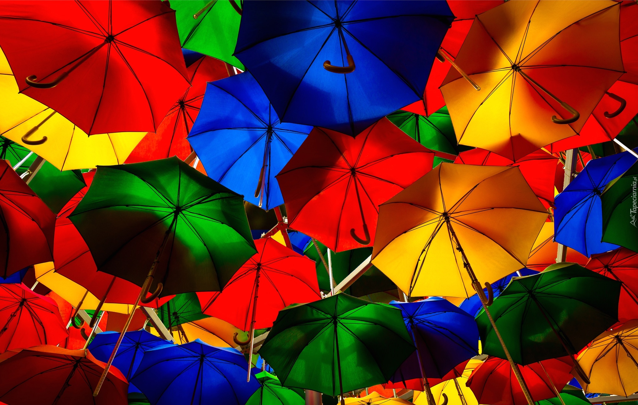 Parasolki, Kolorowe