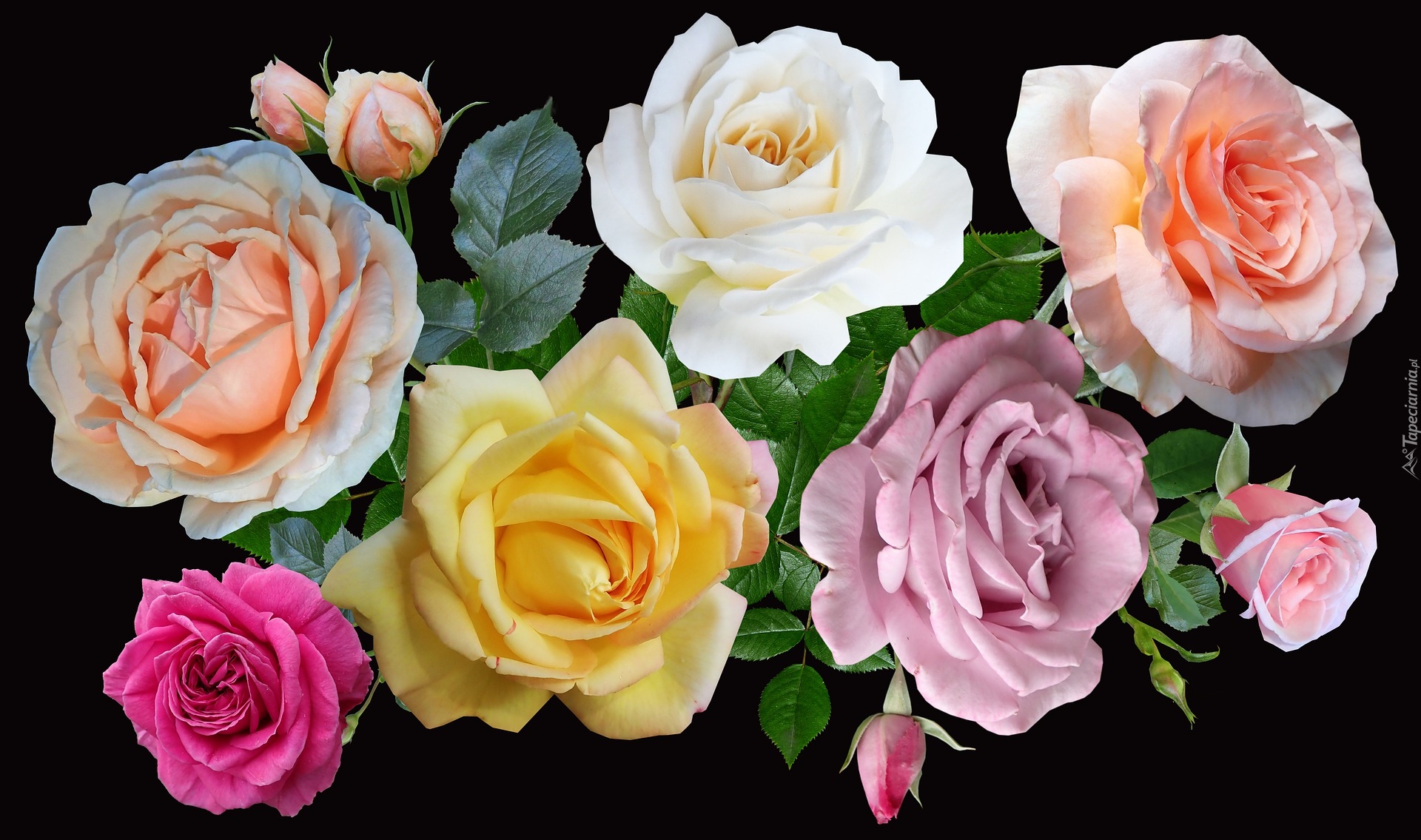 Różnokolorowe, Kwiaty, Róże, 2D