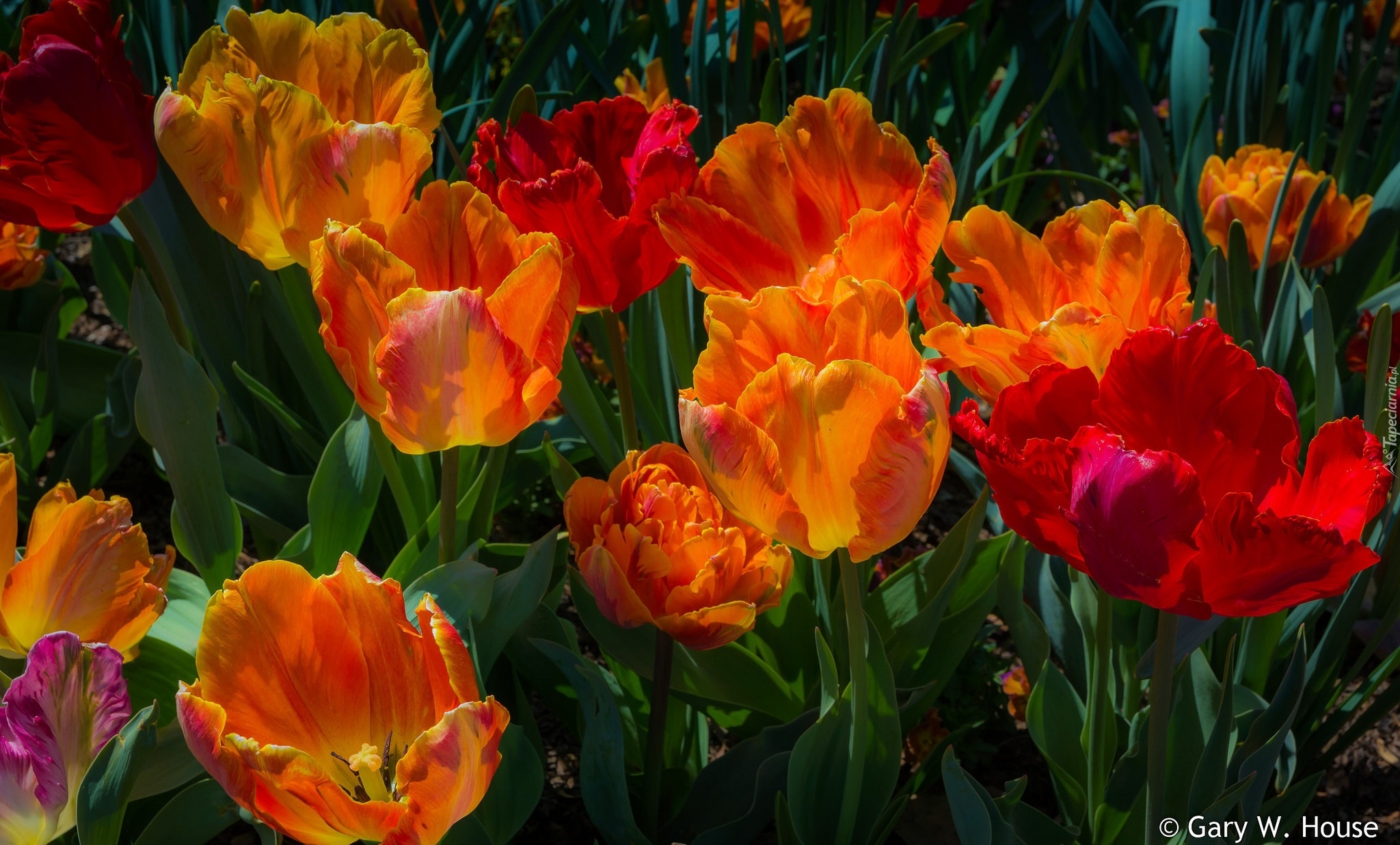 Tulipany, Kolorowe, Kwiaty