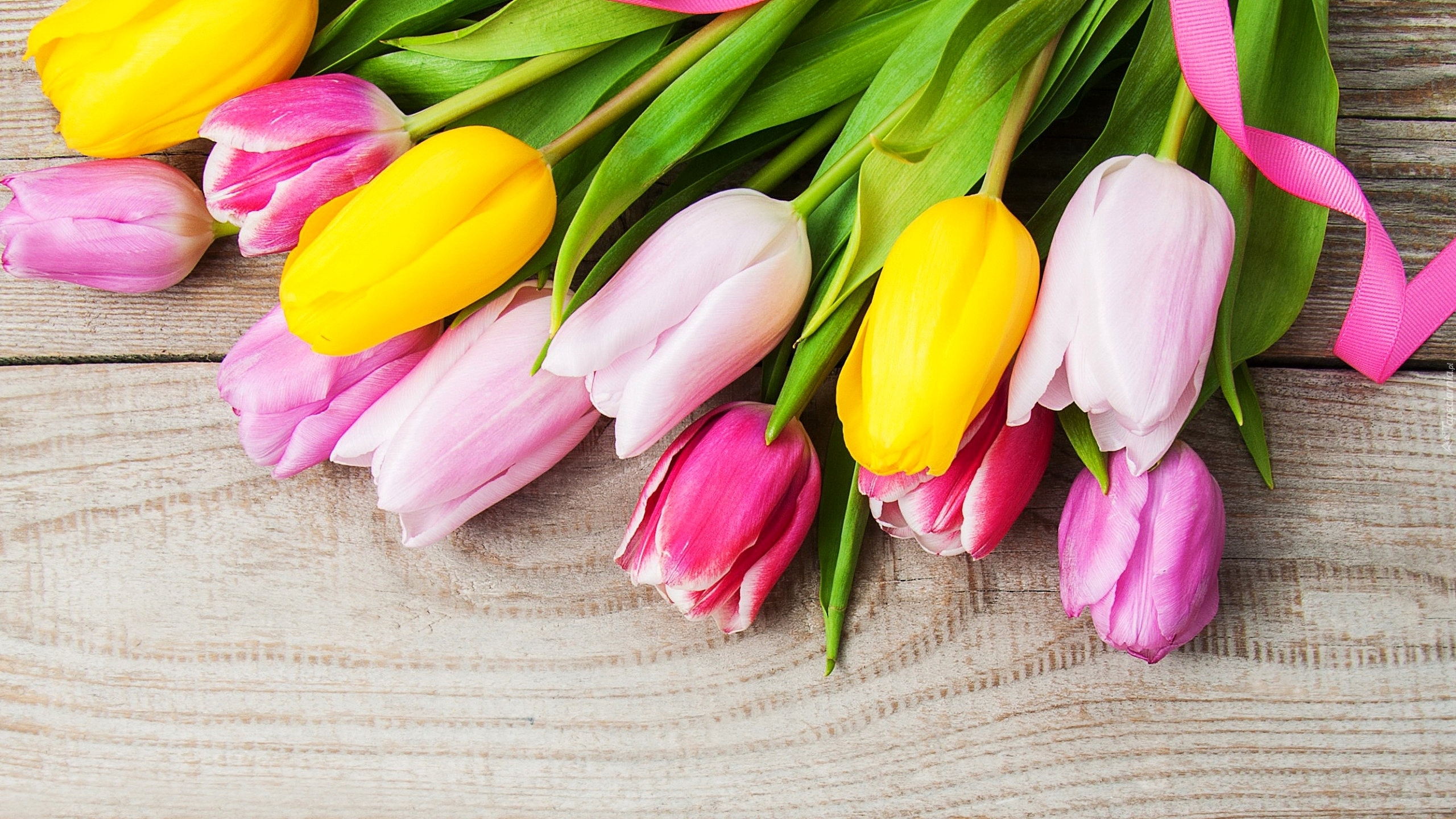 Kolorowe, Tulipany, Różowa, Wstążka, Deski