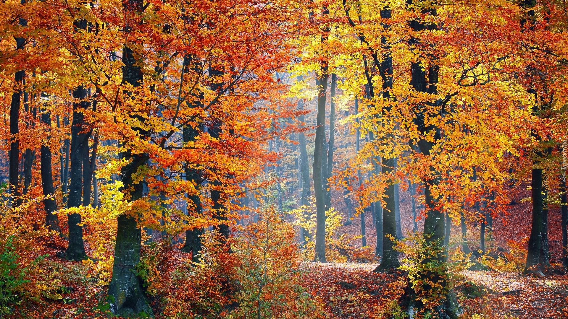 Jesienny, Las, Drzewa, Roślinność, Liście