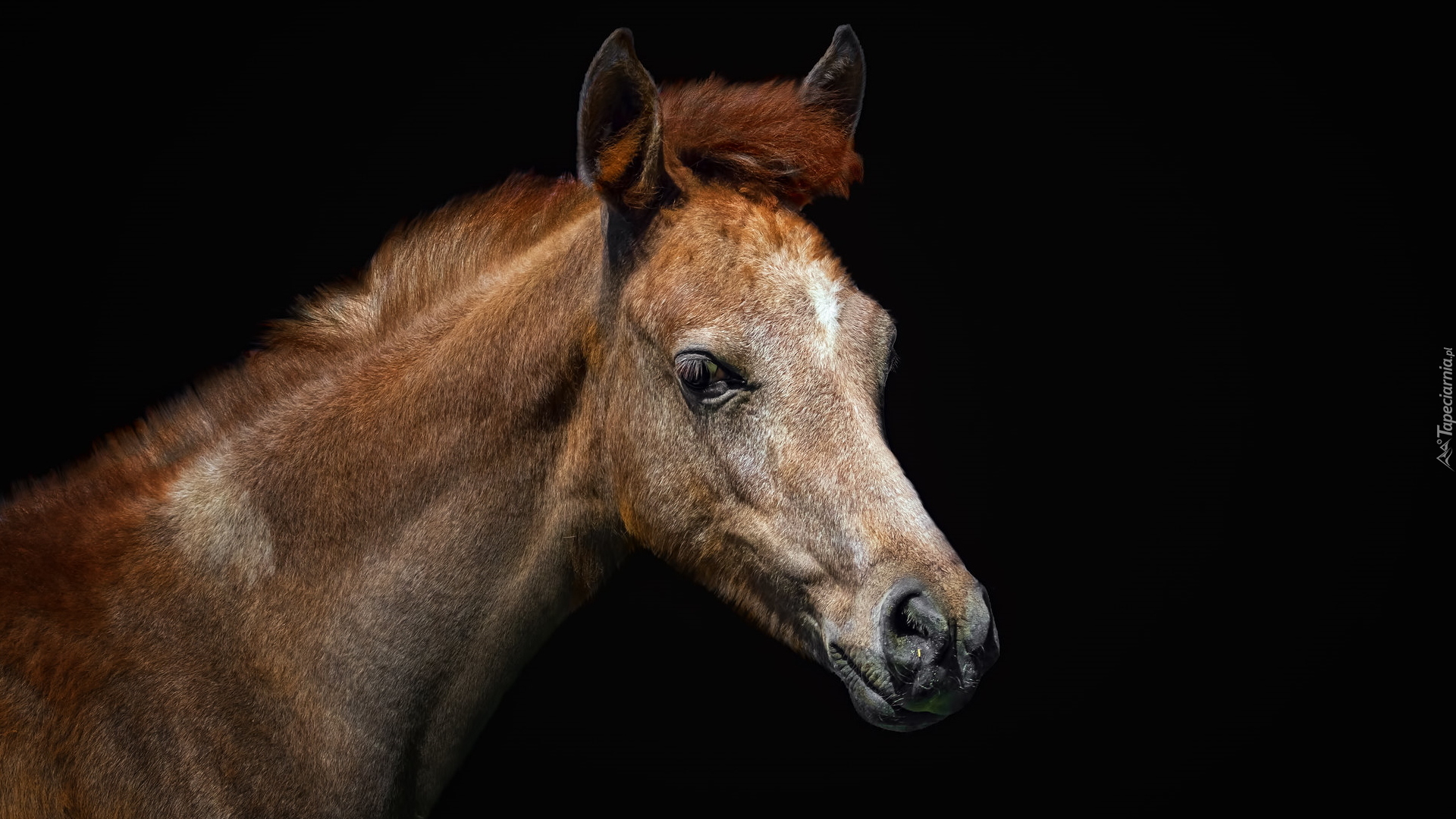 Koń, Koń czystej krwi arabskiej, Arabian horse, Hodowla, Marbach stud