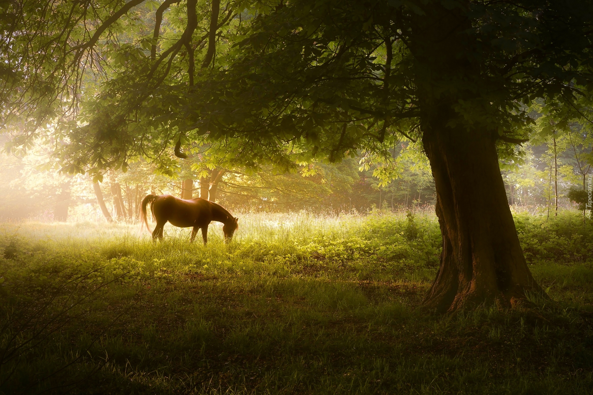 Anglia, Hrabstwo Derbyshire, Park Narodowy Peak District, Drzewo, Koń, Łąka