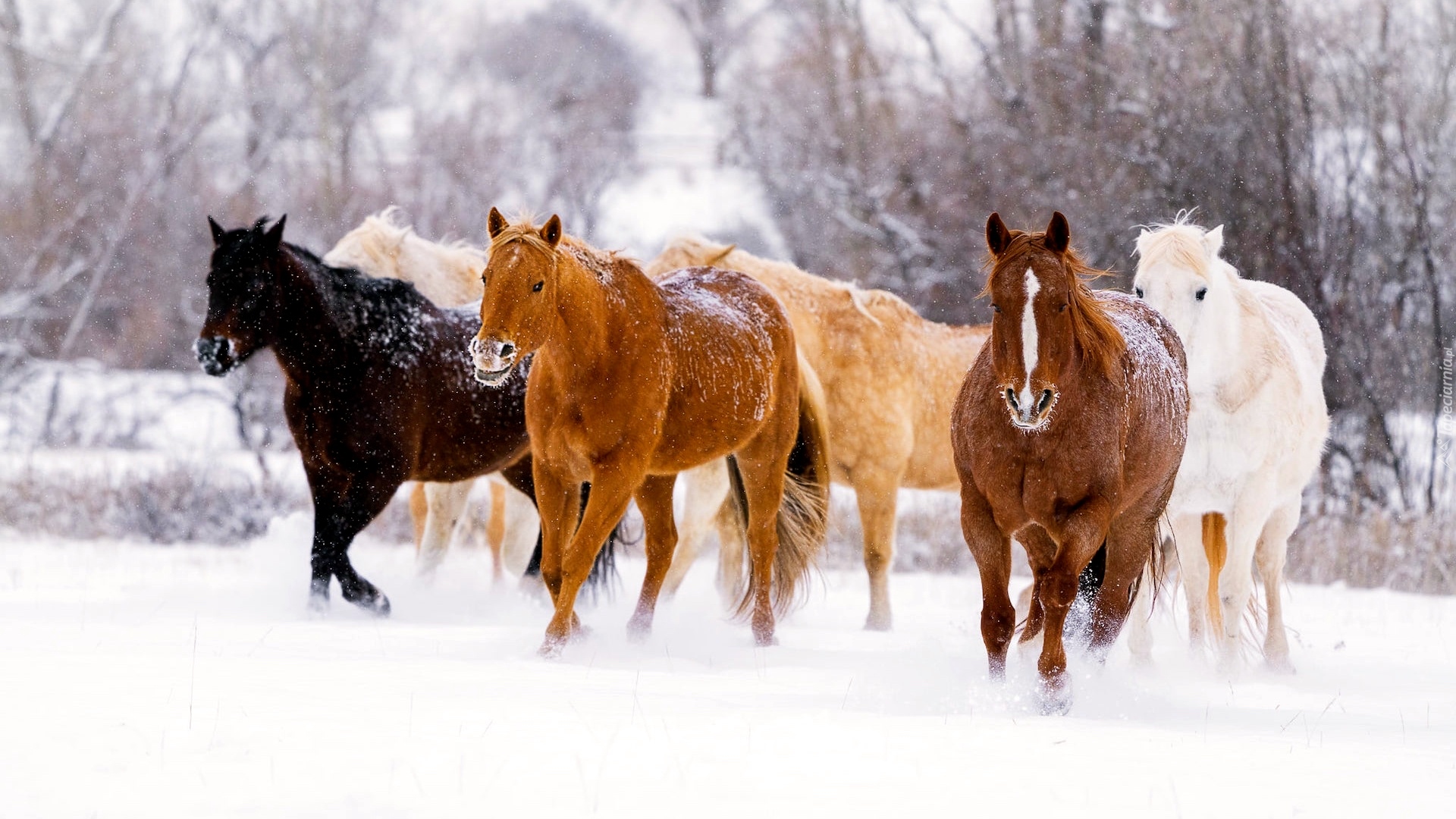 Konie, Padający, Śnieg, Zima