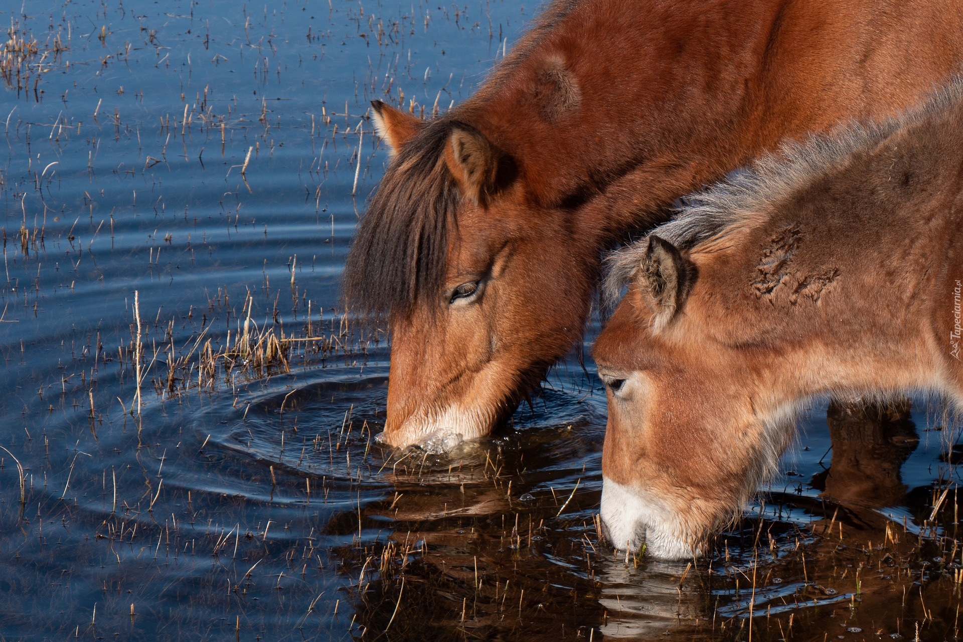 Konie, Woda, Jezioro