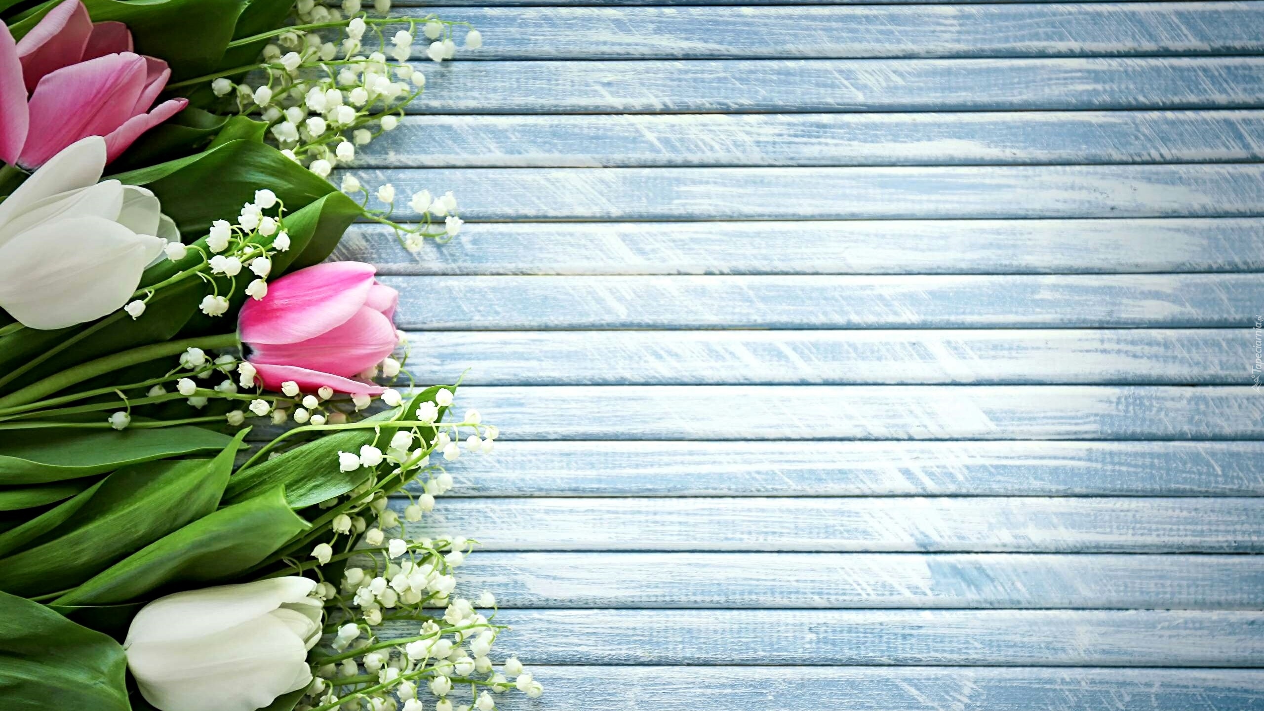Kwiaty, Konwalia majowa, Tulipany