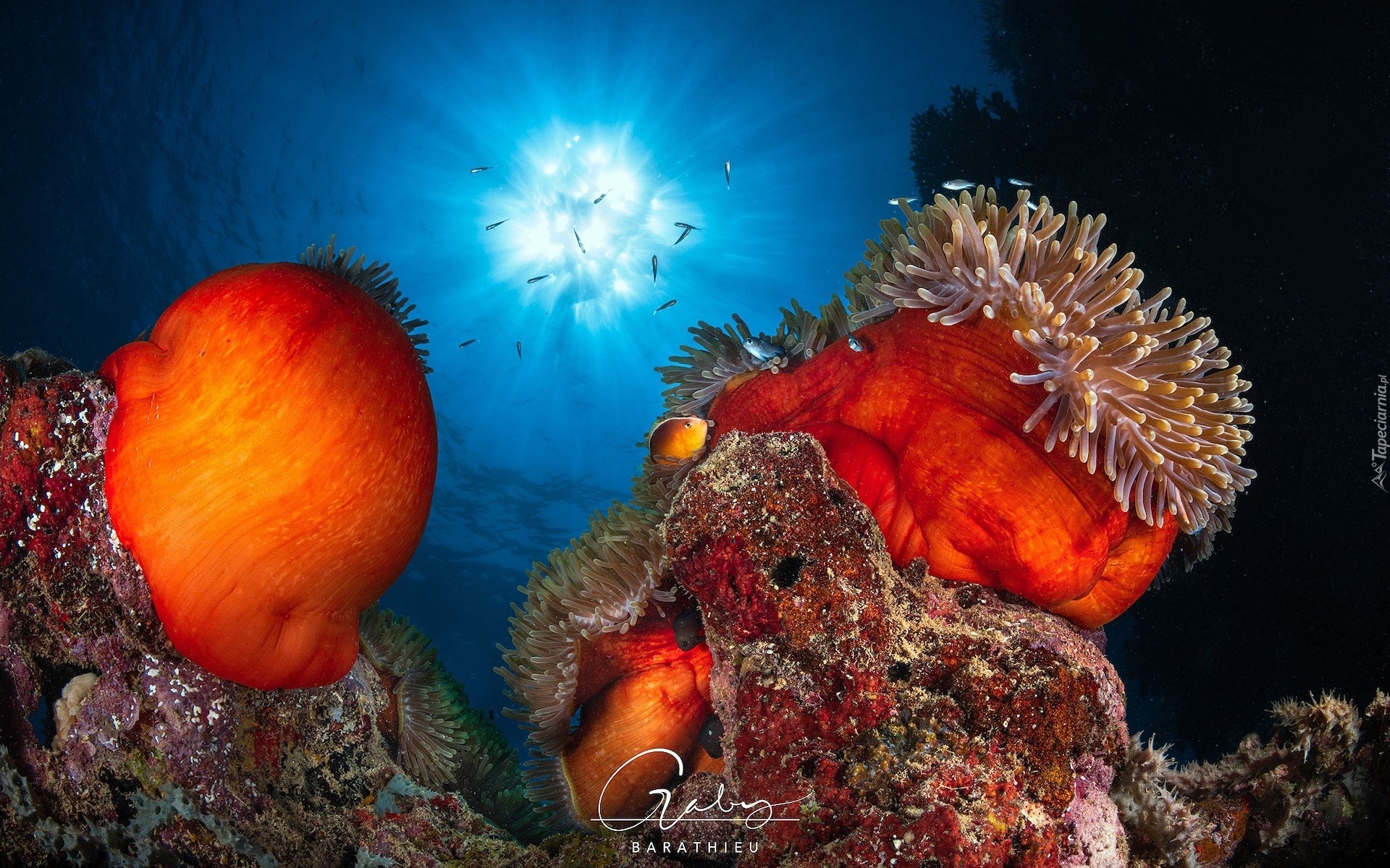 Rafa koralowa, Ryby, Koralowce, Światło