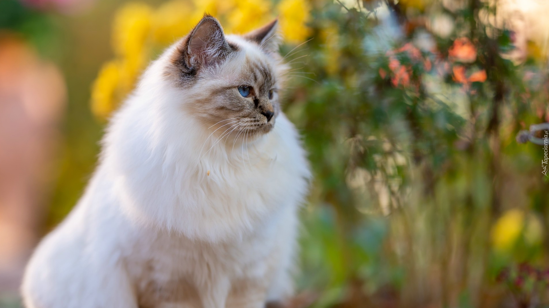 Kot birmański, Niebieskie, Oczy