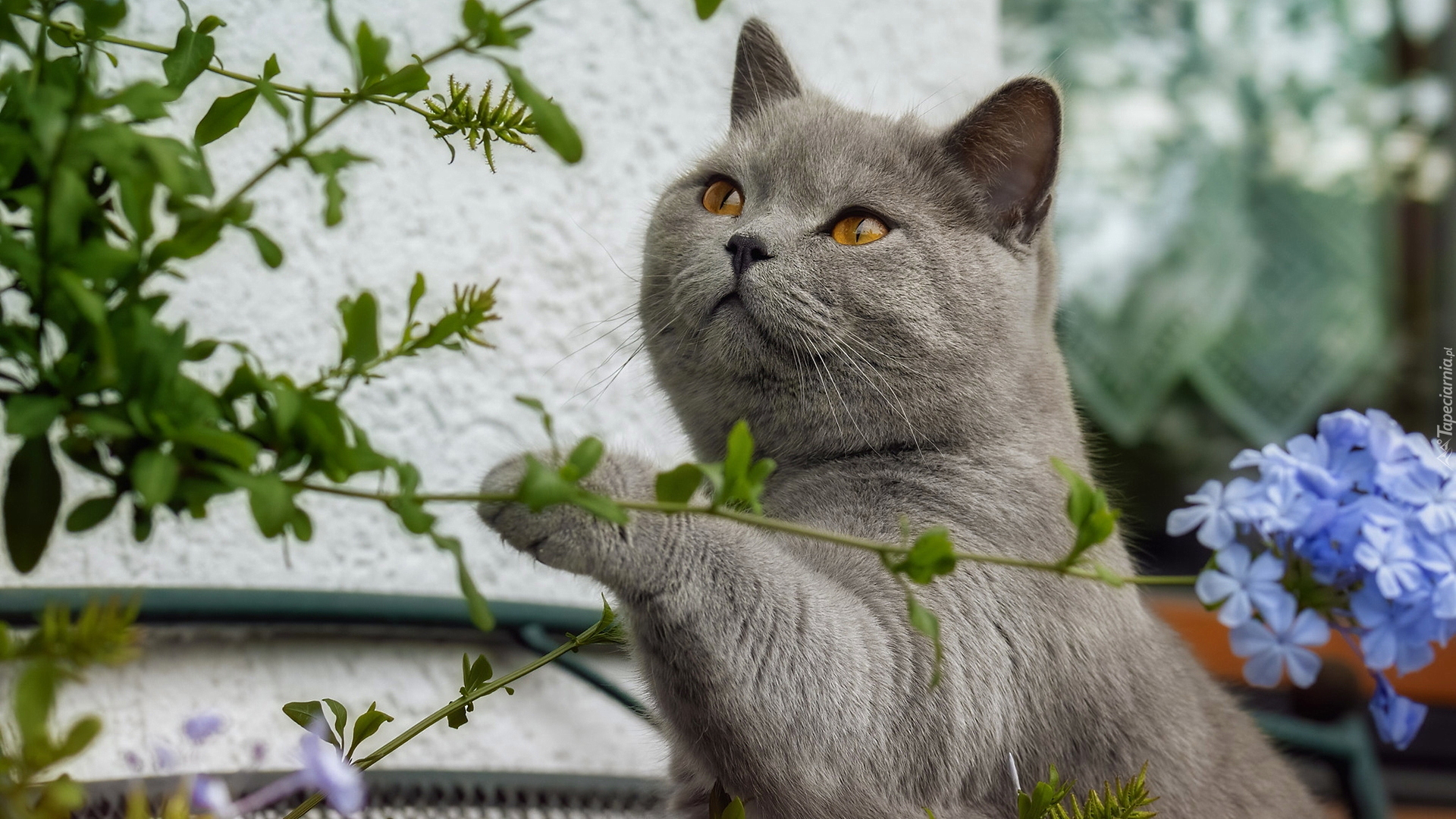 Kot brytyjski krótkowłosy, Gałązki, Kwiaty