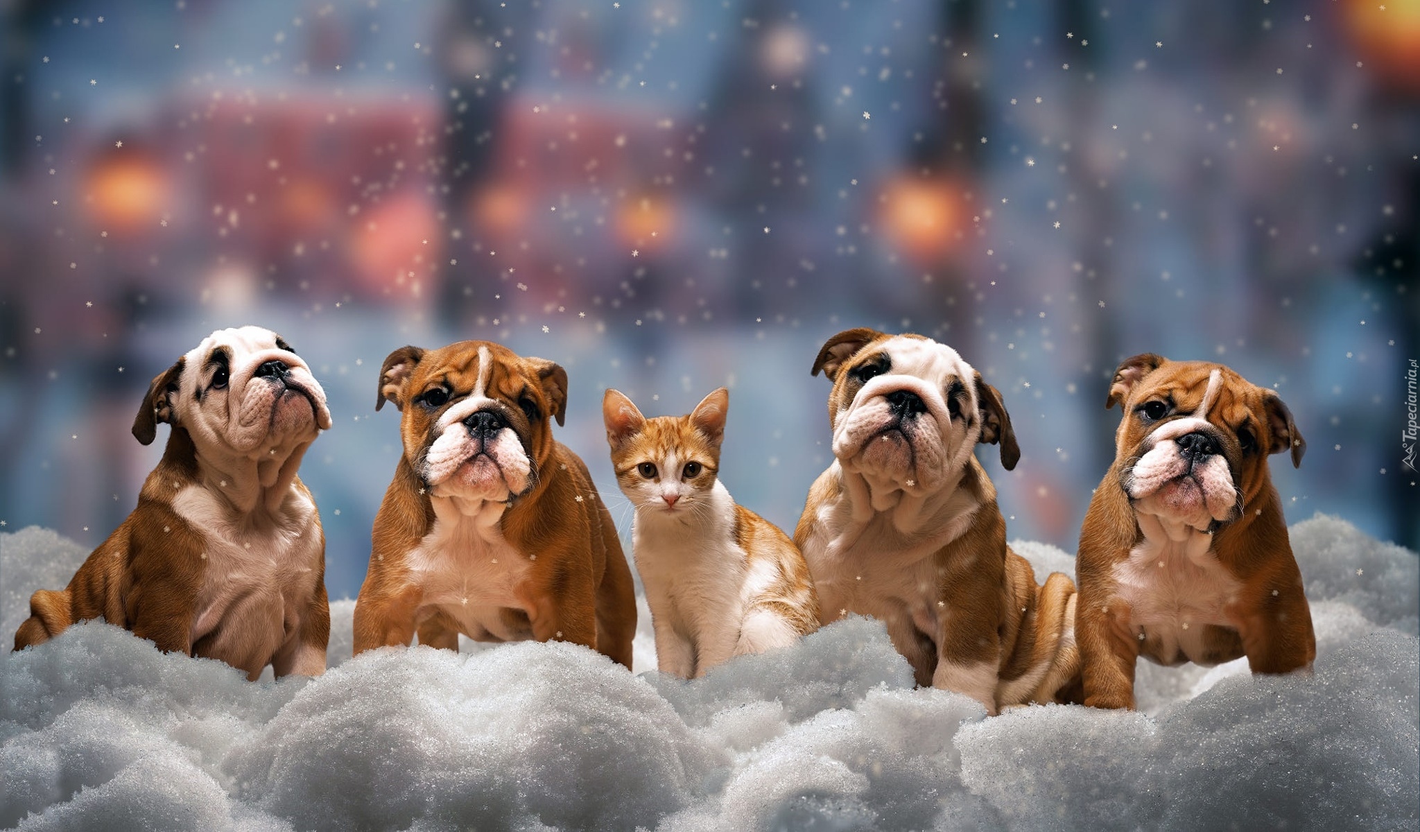 Cztery, Psy, Buldogi angielskie, Kot, Zima, Śnieg