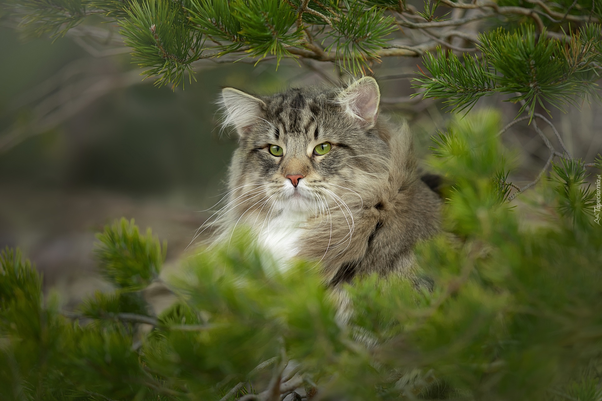 Kot norweski leśny, Spojrzenie, Zielone, Oczy, Gałęzie